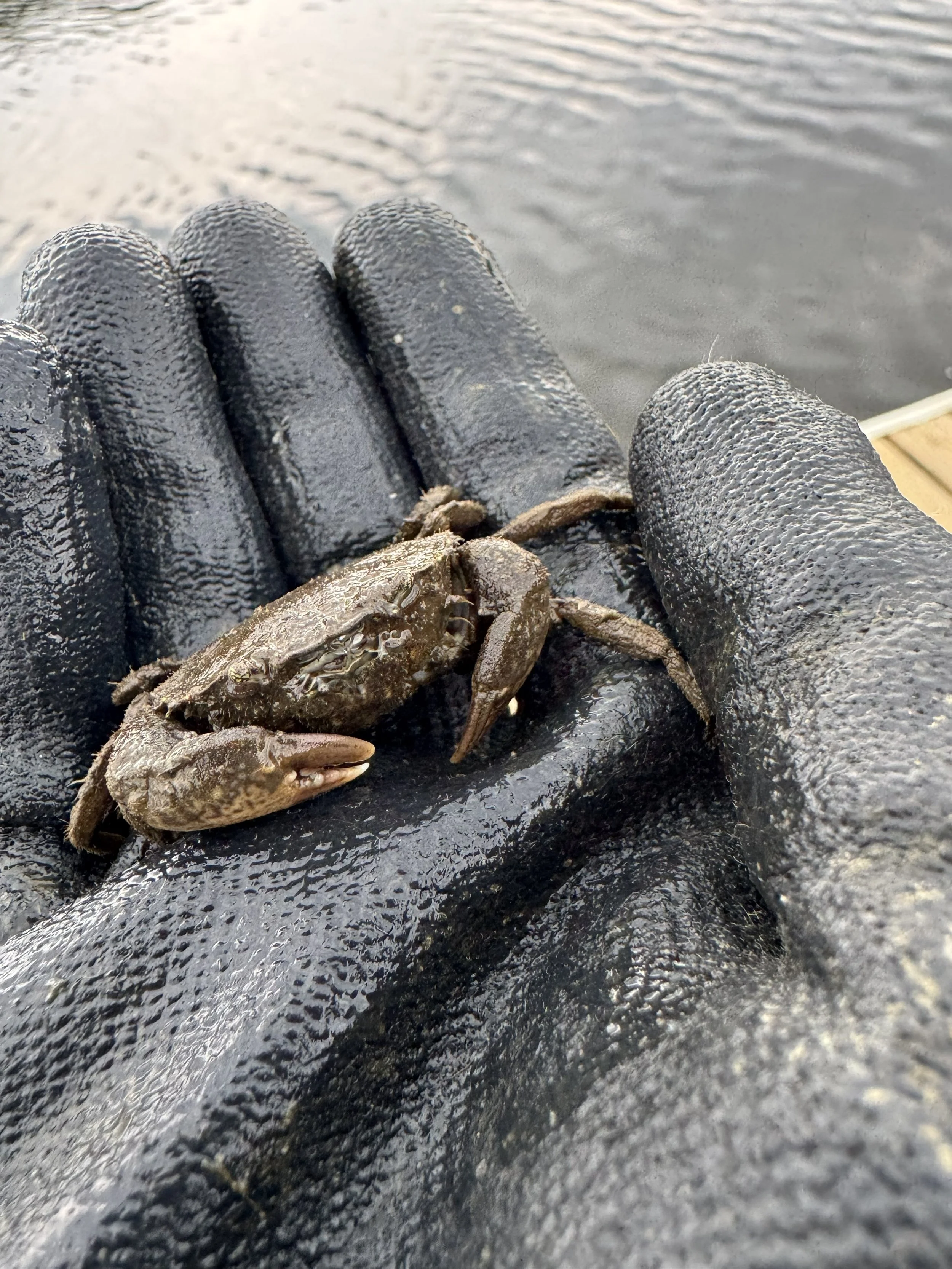 smooth mud crab at TNH 8.20.26 SS.jpg