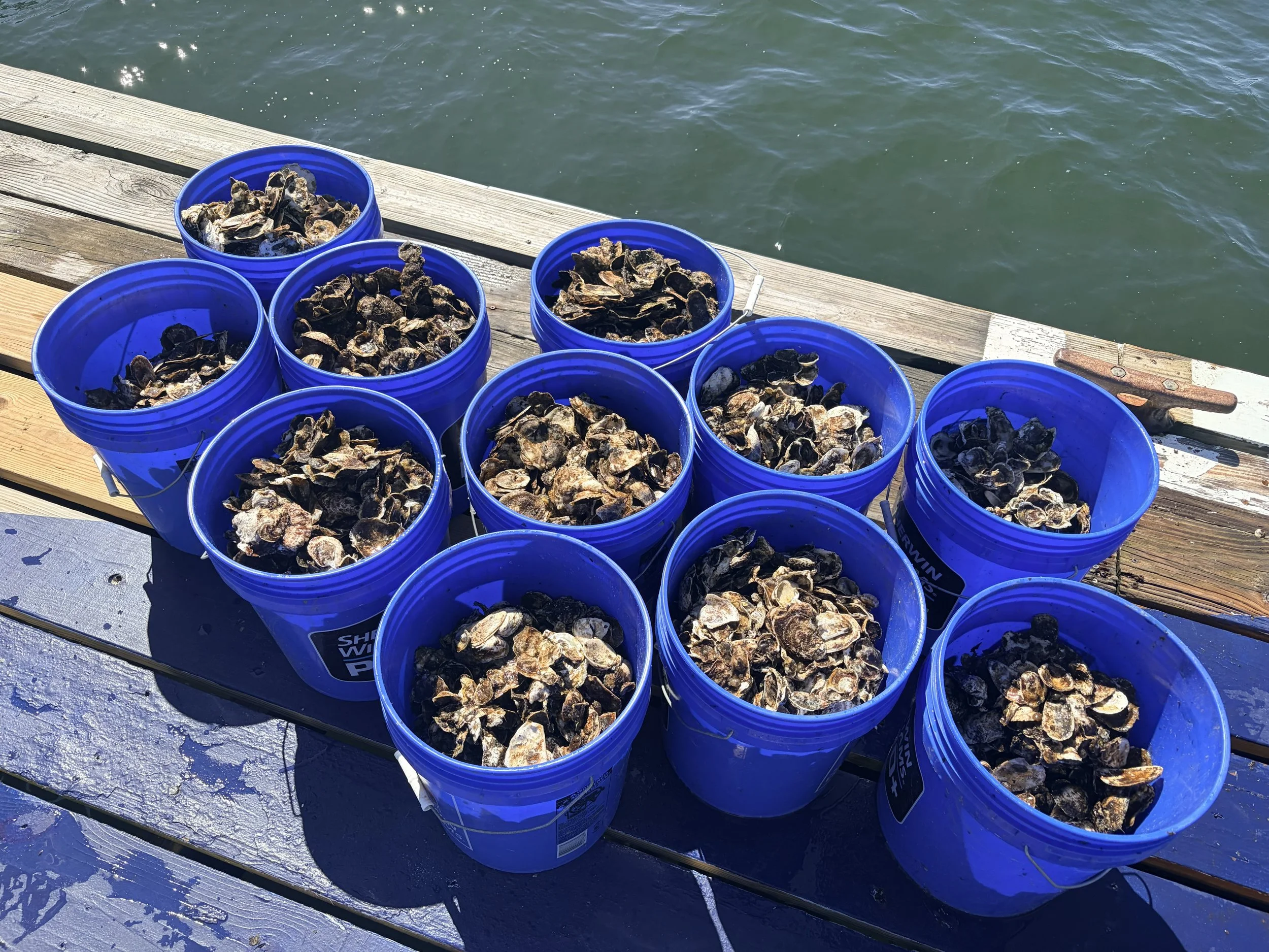 oysters in buckets 9.14.26.jpg