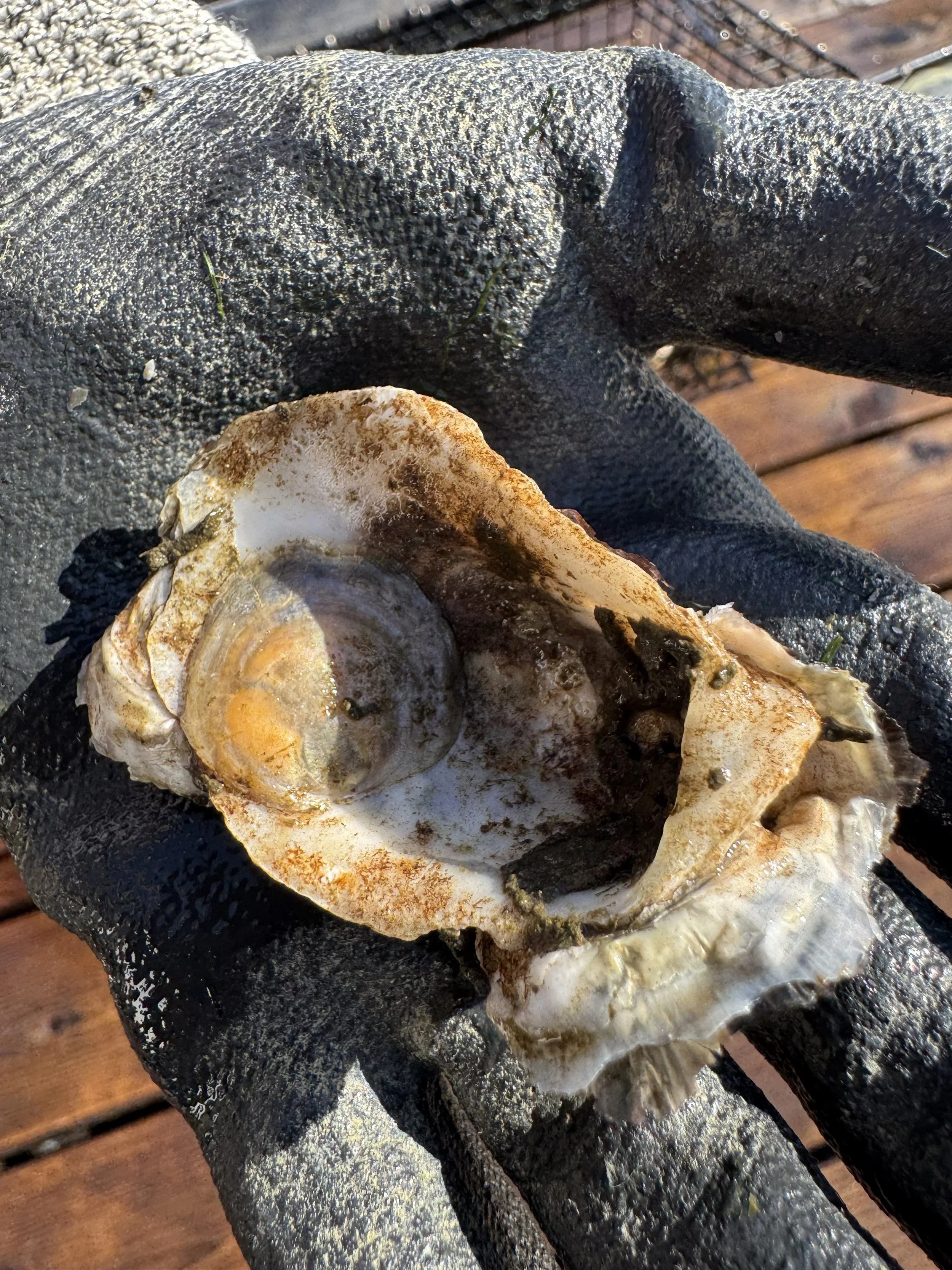 jingle shell 9.10.26 SS.jpg