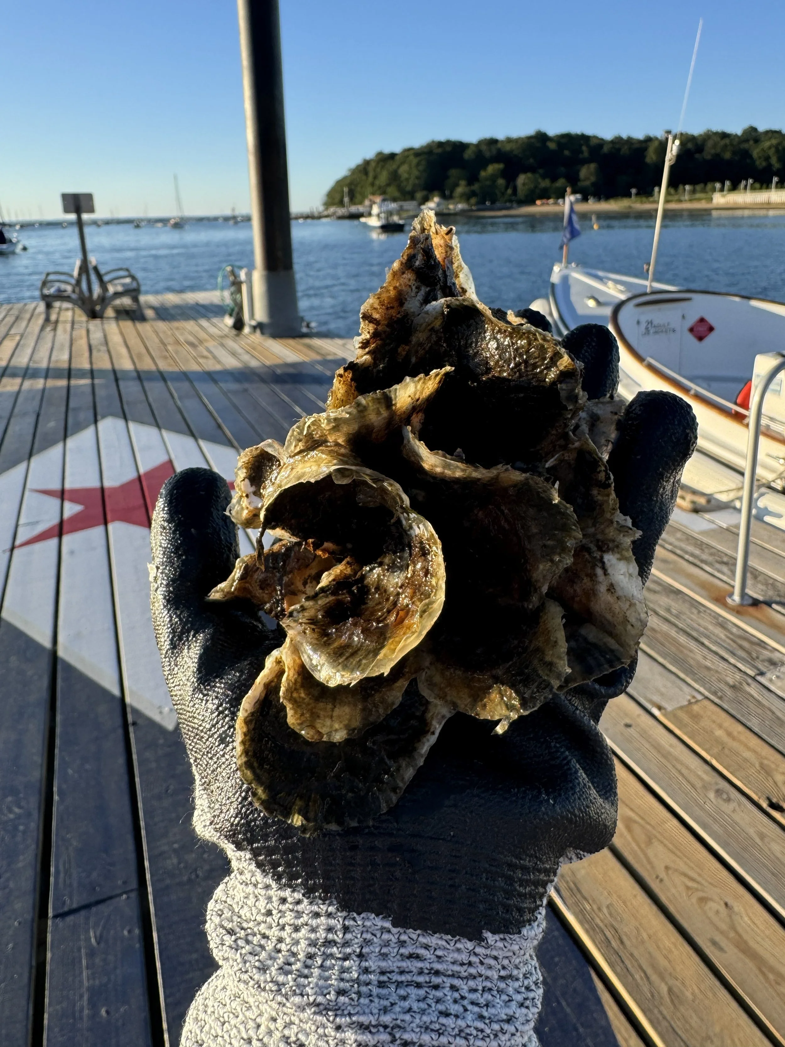 oyster cluster 9.1.26 SS.jpg
