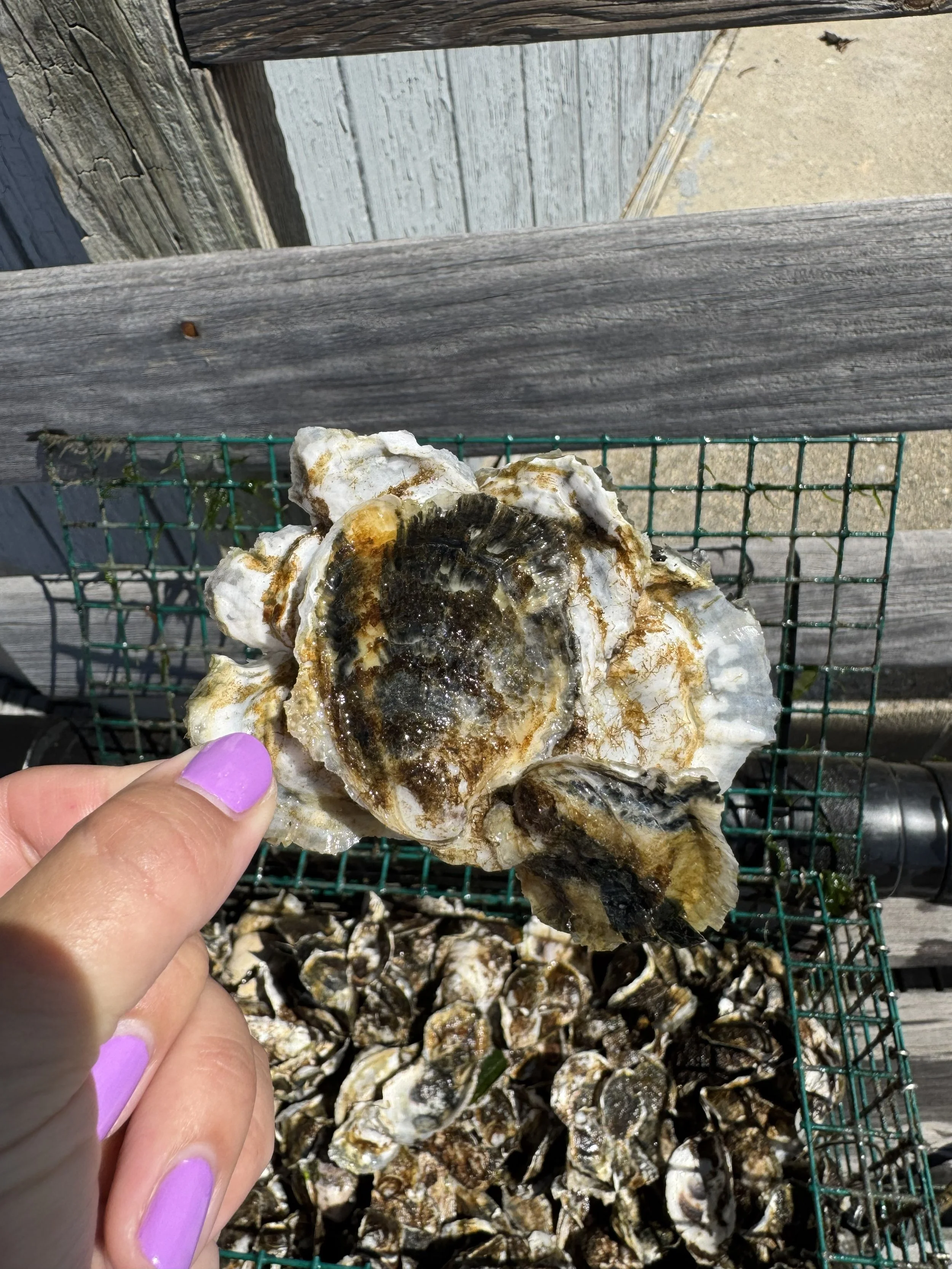 large oyster 9.4.26 SS.jpg