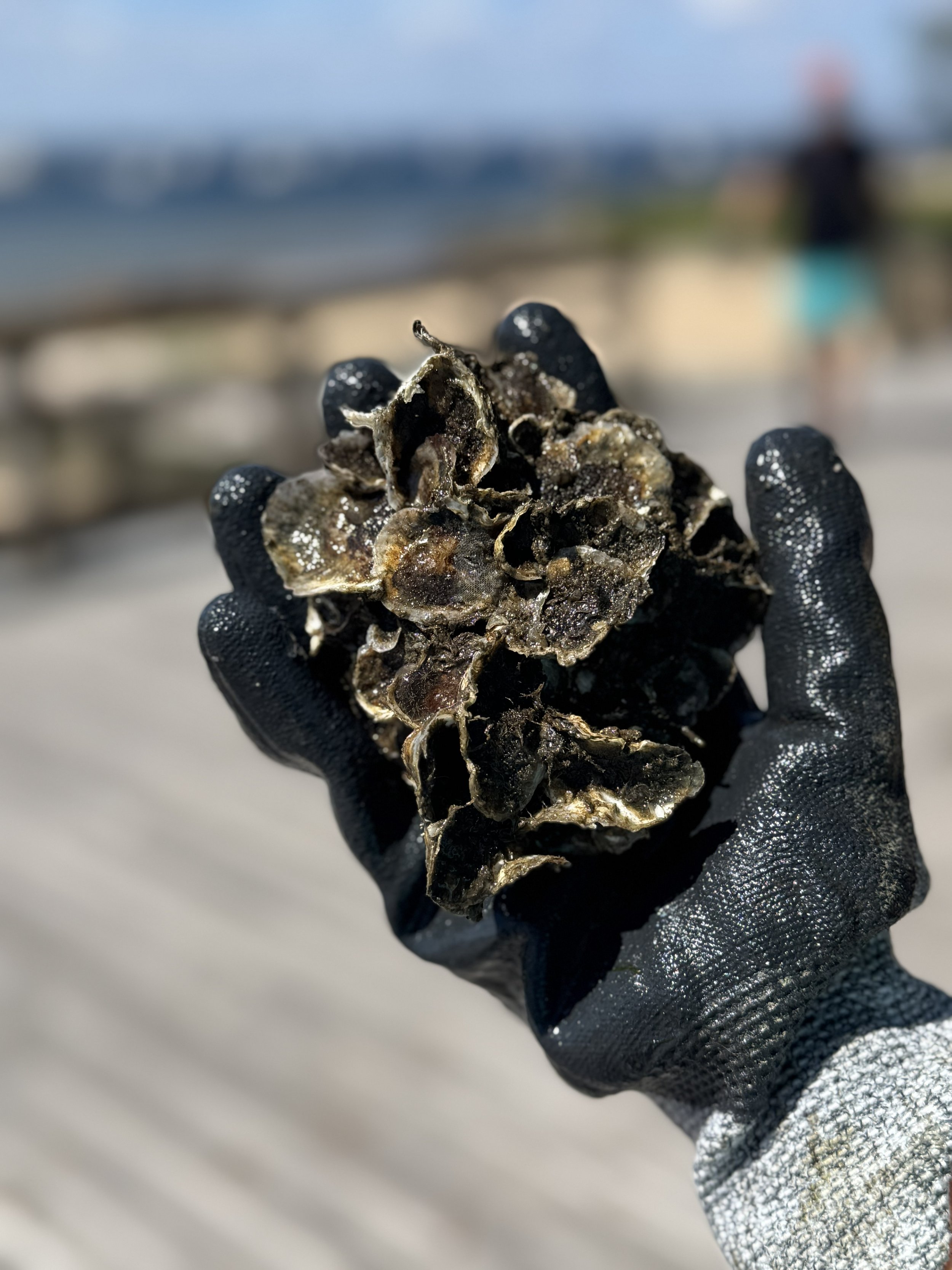 oyster cluster 9.4.26 ES.jpg