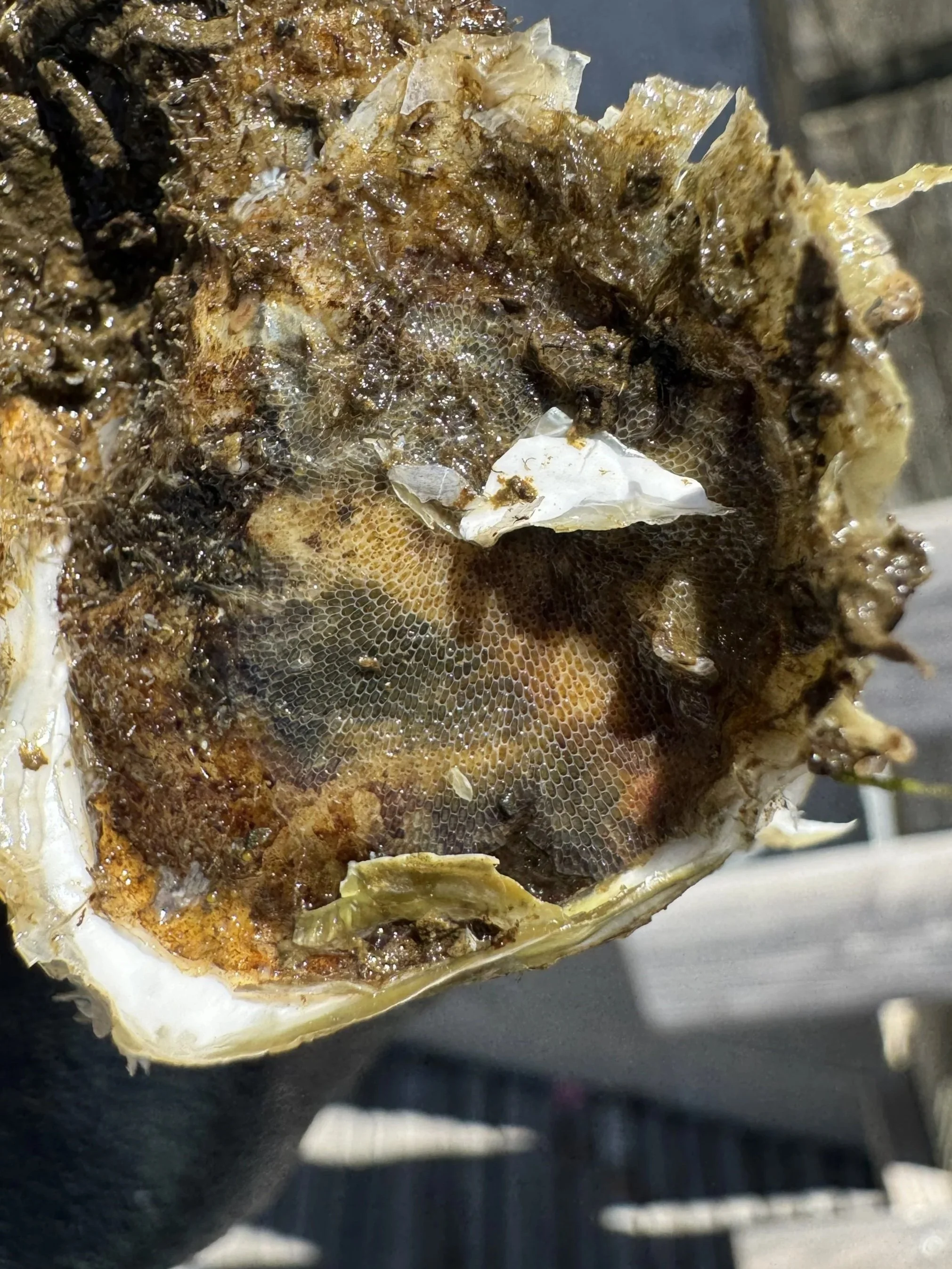 bryozoan+9.4.26+SS.jpg