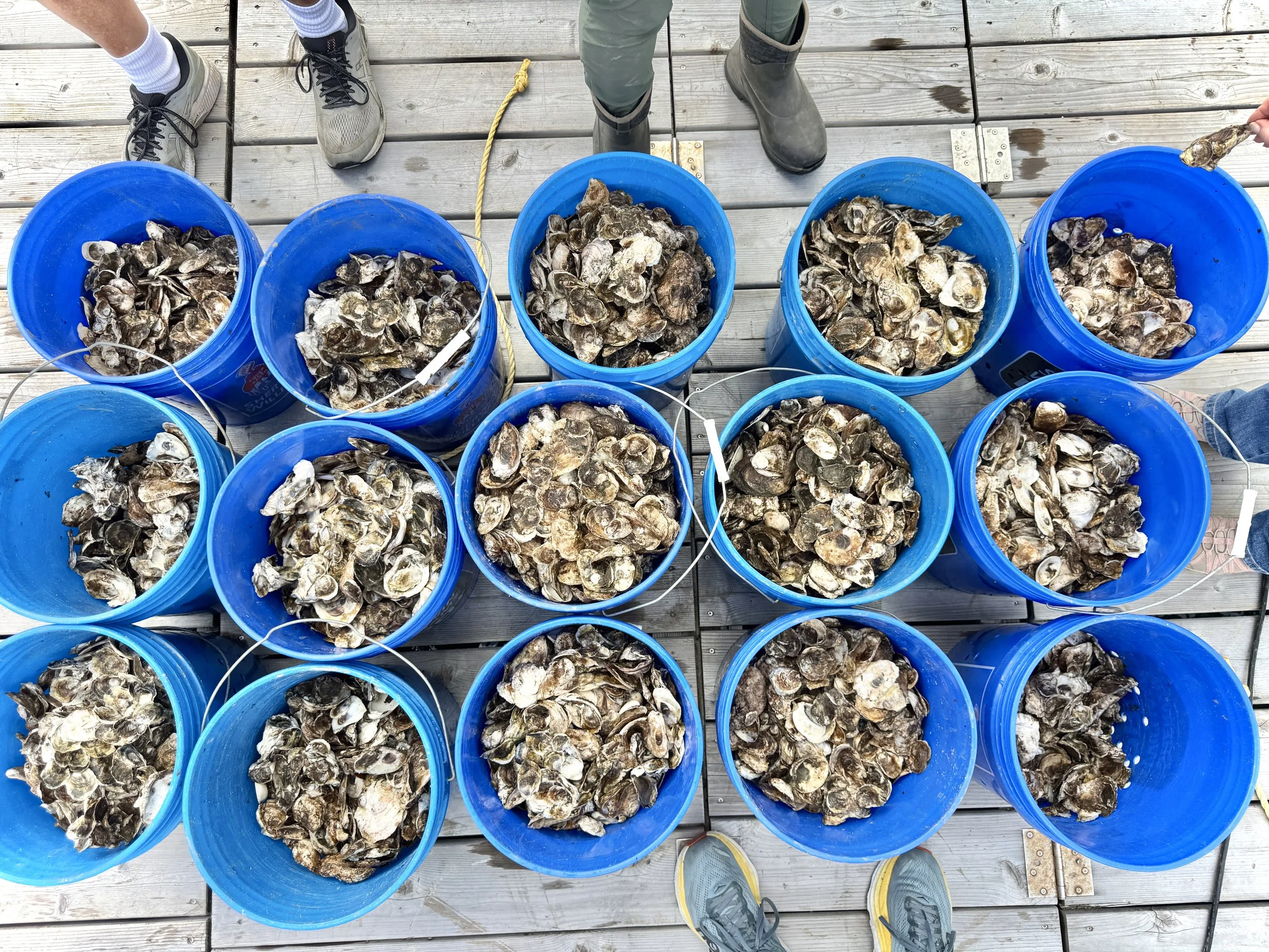 buckets of oysters ready for planting 93026 sl.jpeg