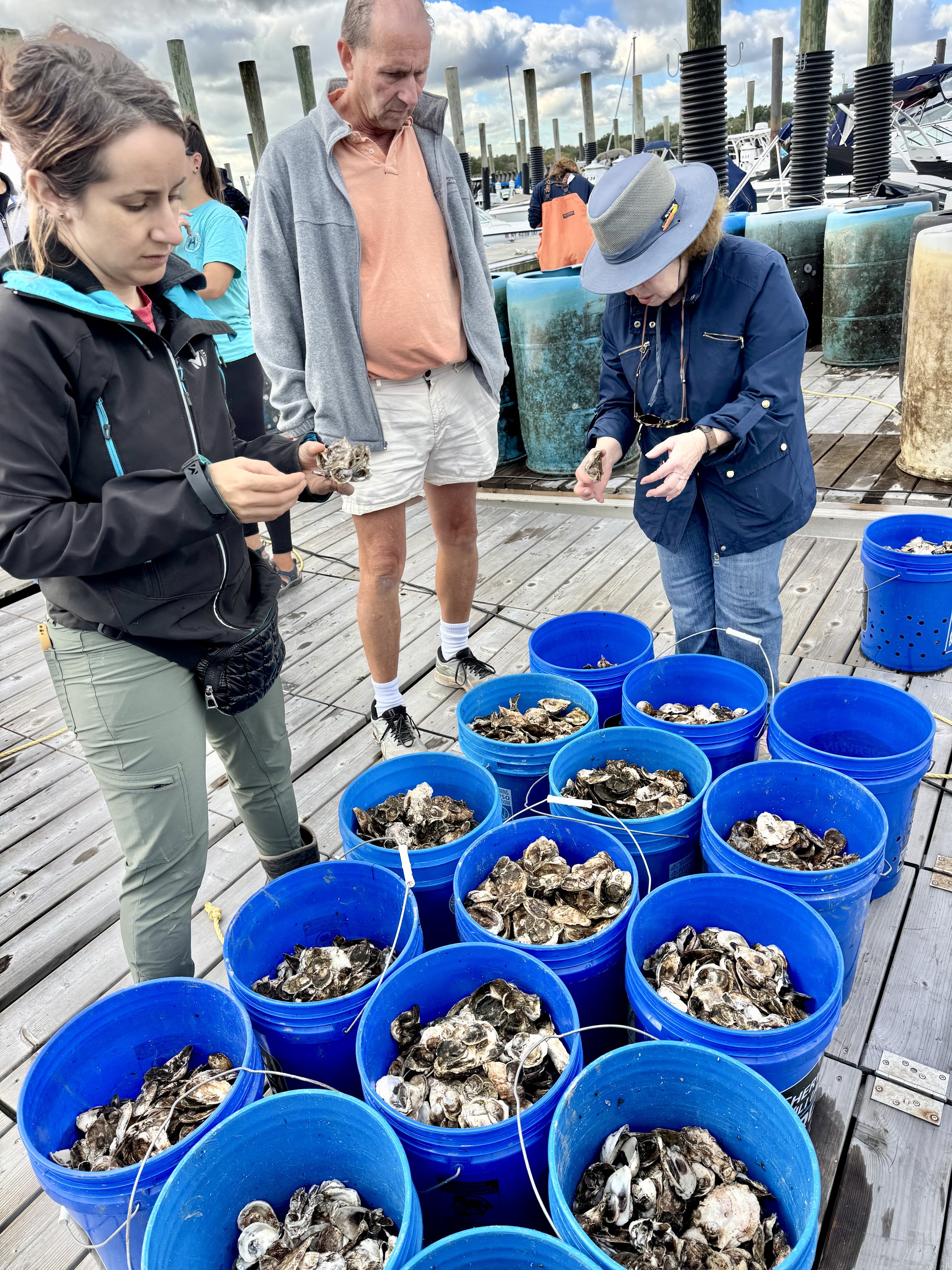 buckets of oysters ready for planting 2 93026 sl.jpeg