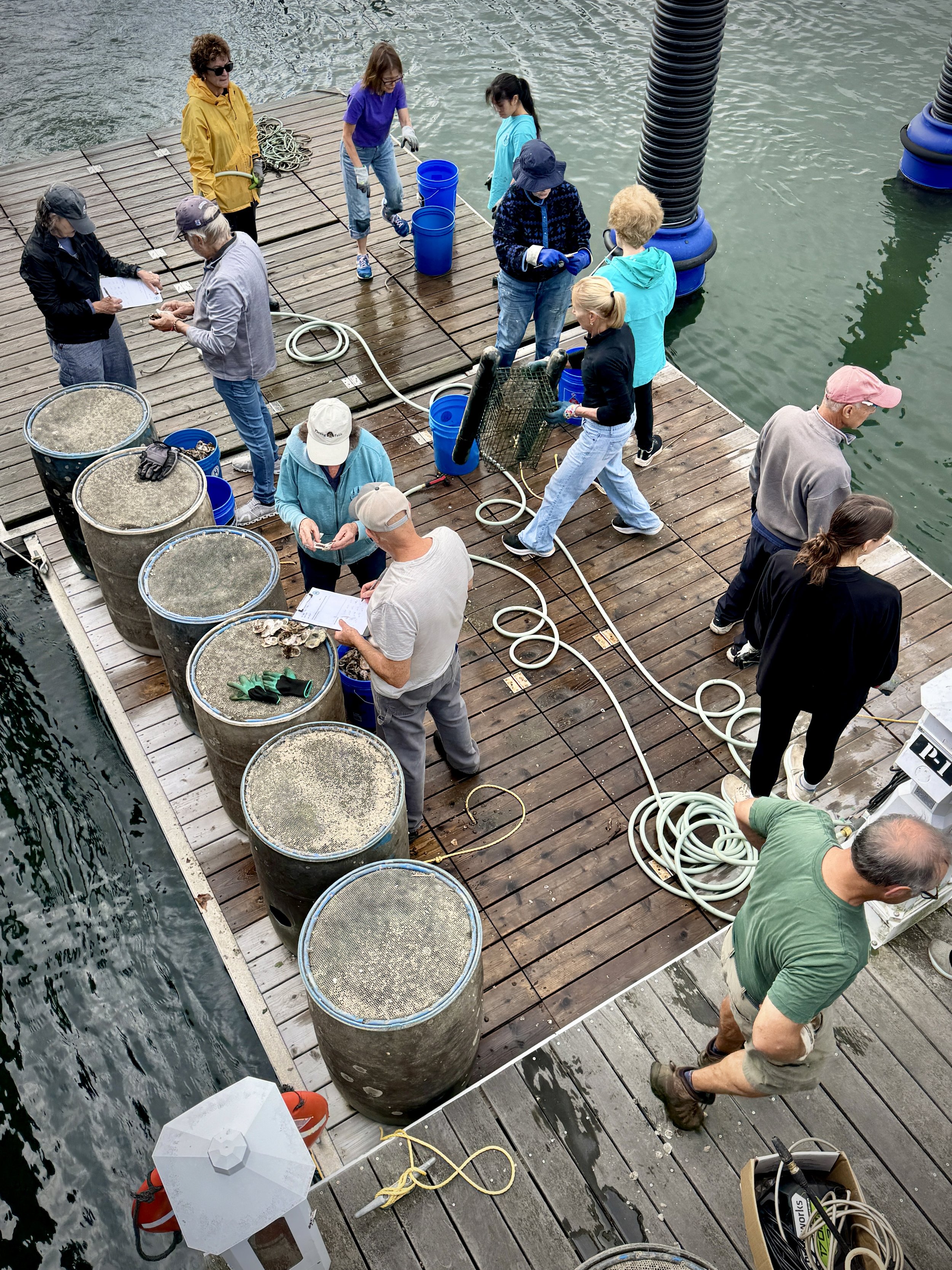 volunteers on dock og planting 93026 2 sl.jpeg