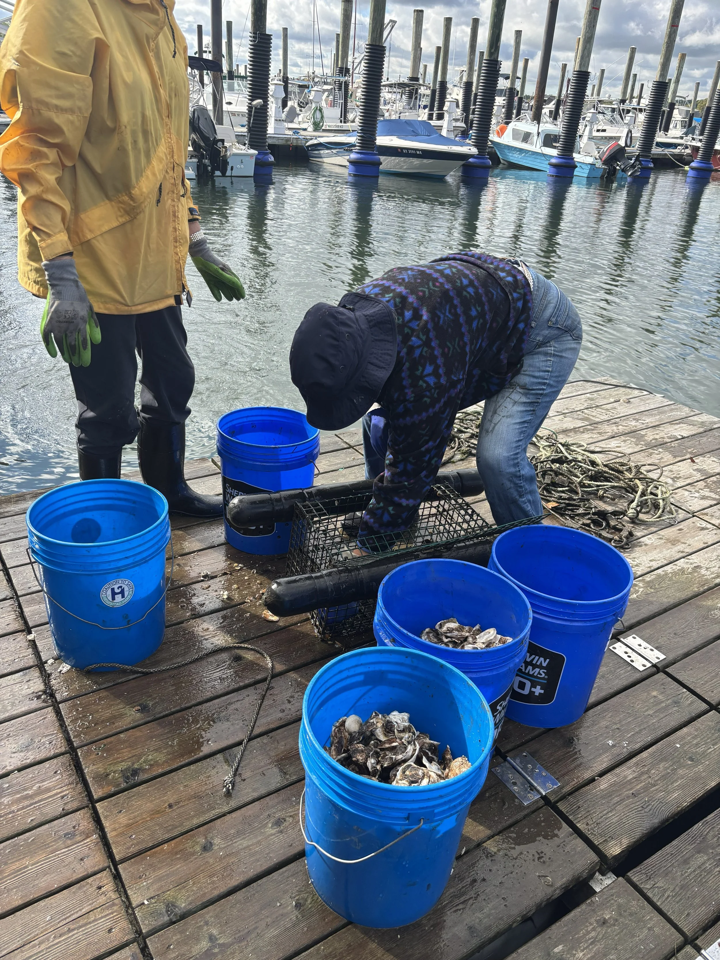 vols cleaning oysters 9.30.26 ES.jpg