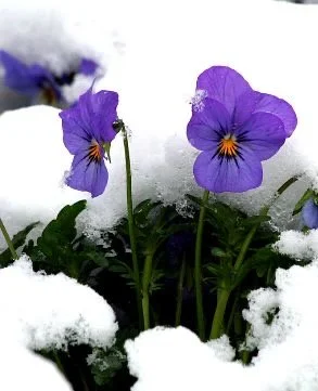 Rewilding the Senses: Awakening to Spring
