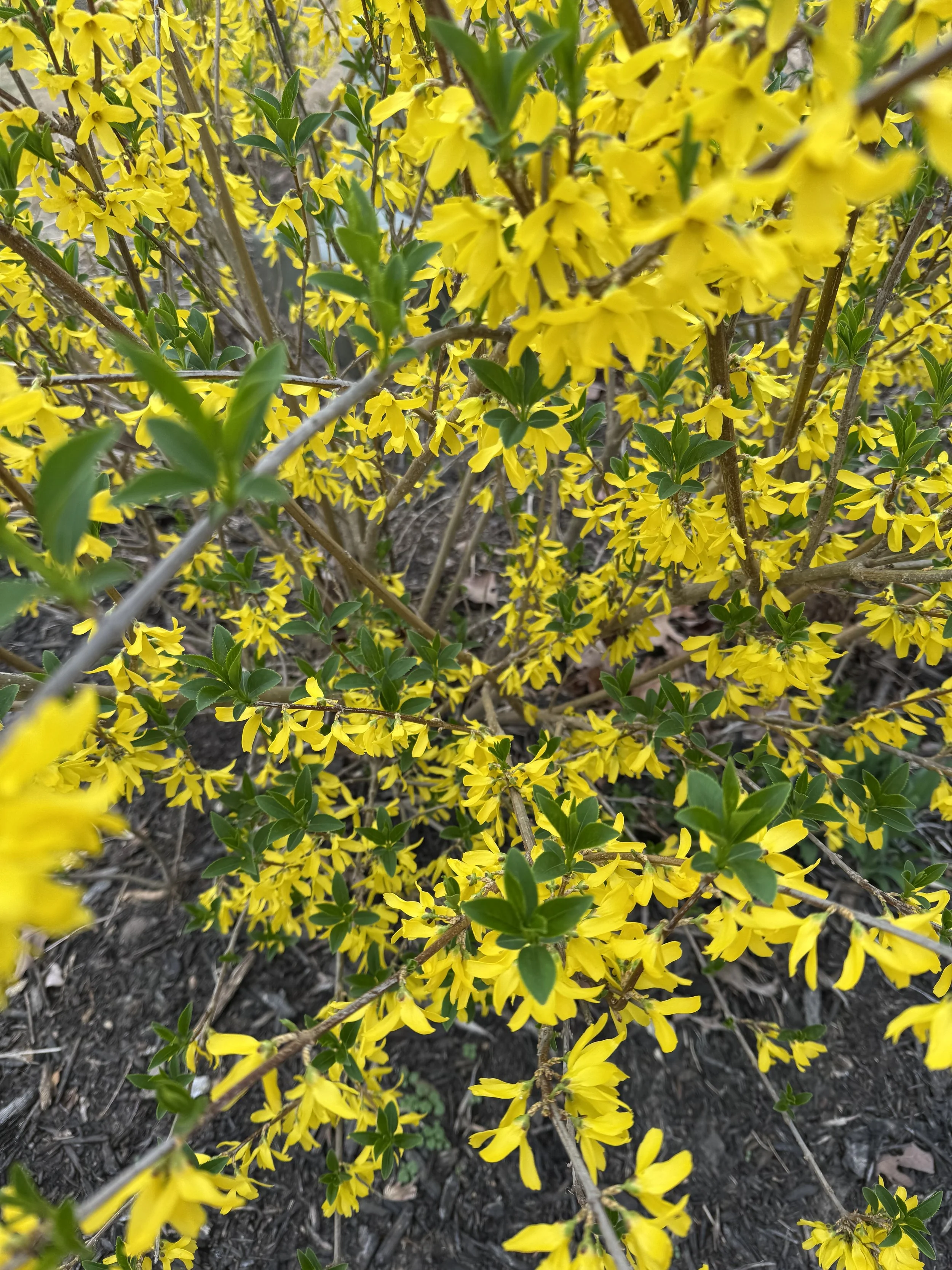 Awaken Your Wild Self This Spring