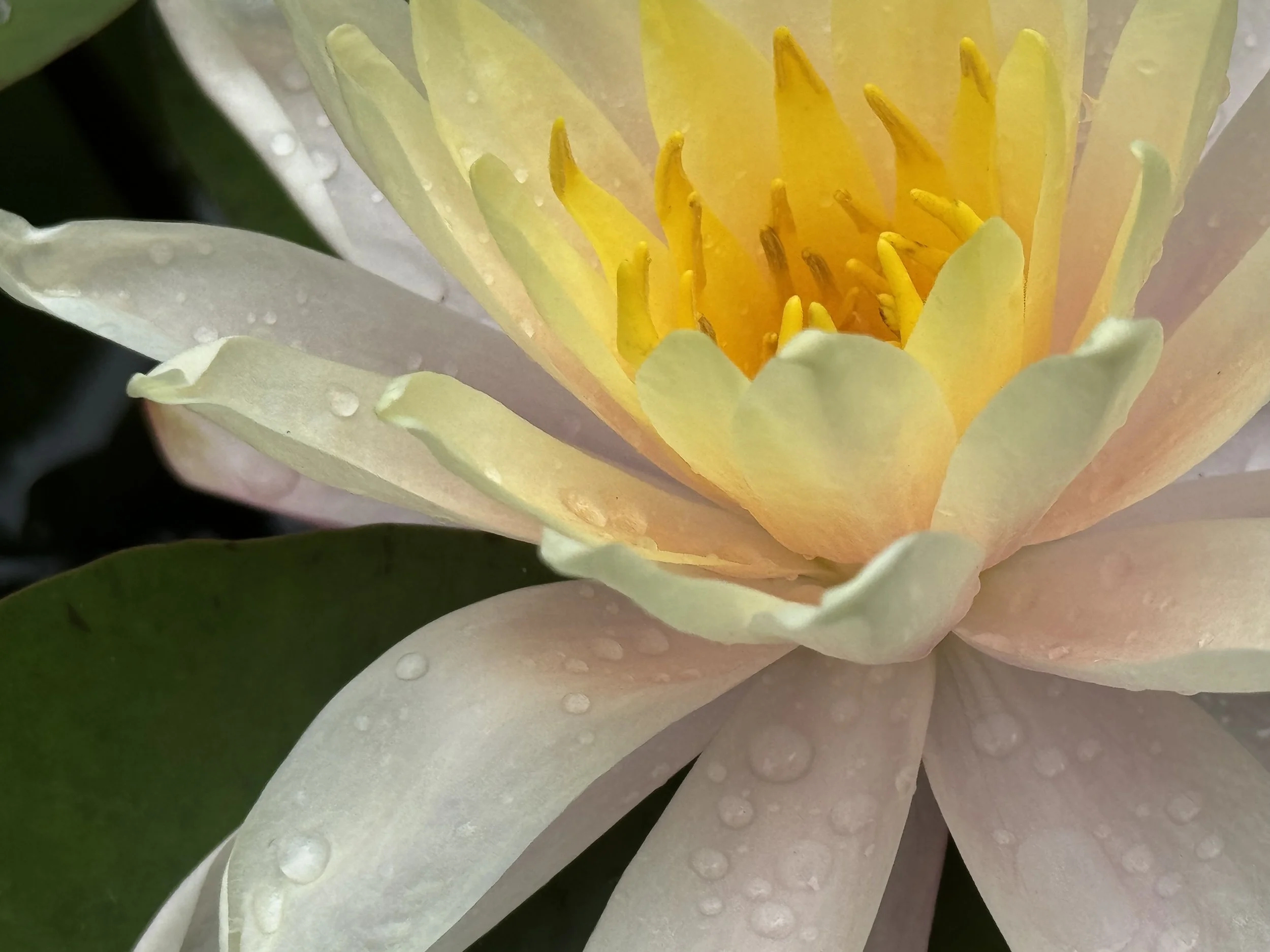 Grief and Gratitude: Honoring Joanna Macy’s Legacy