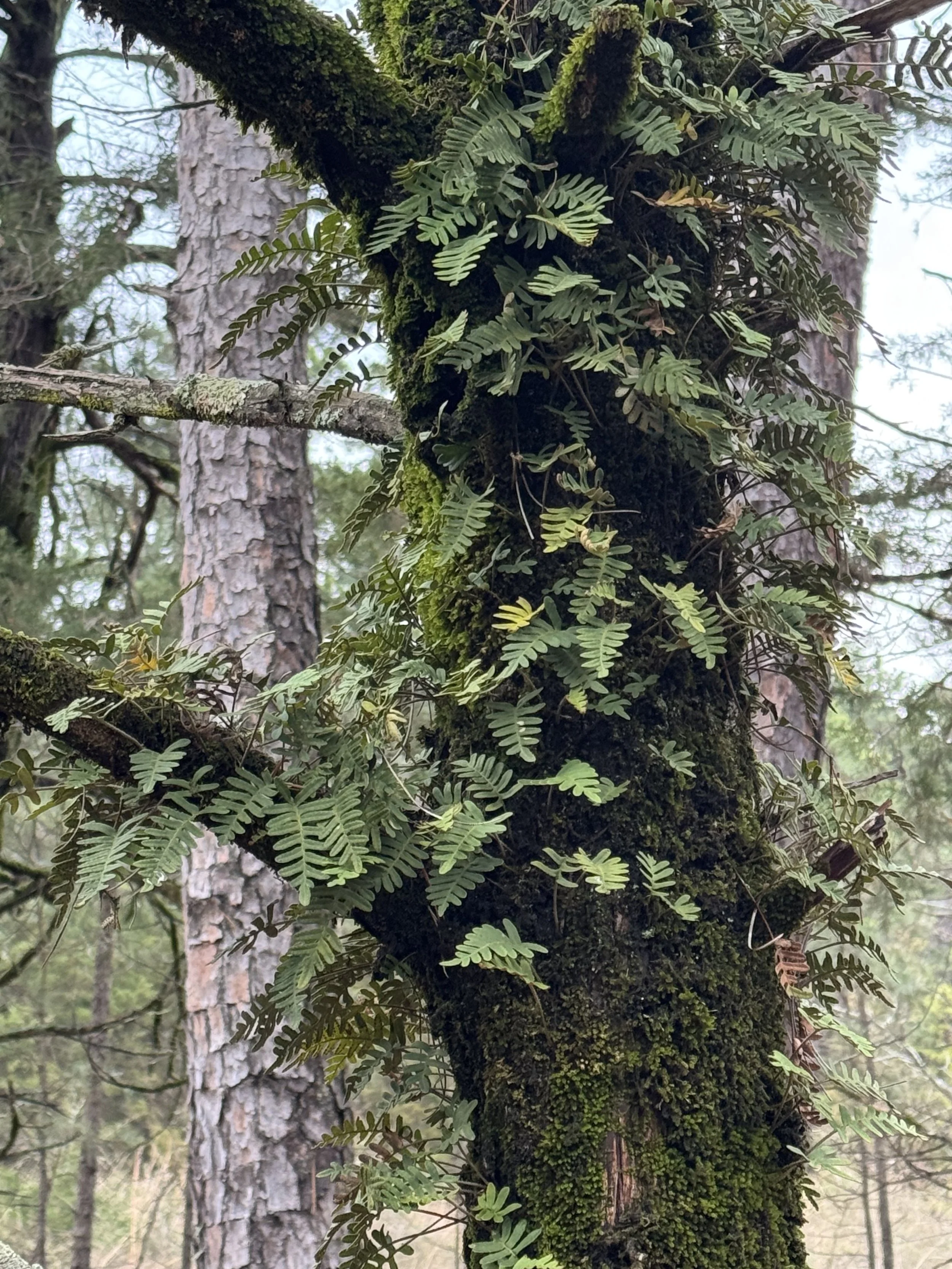 Tree with fern and moss