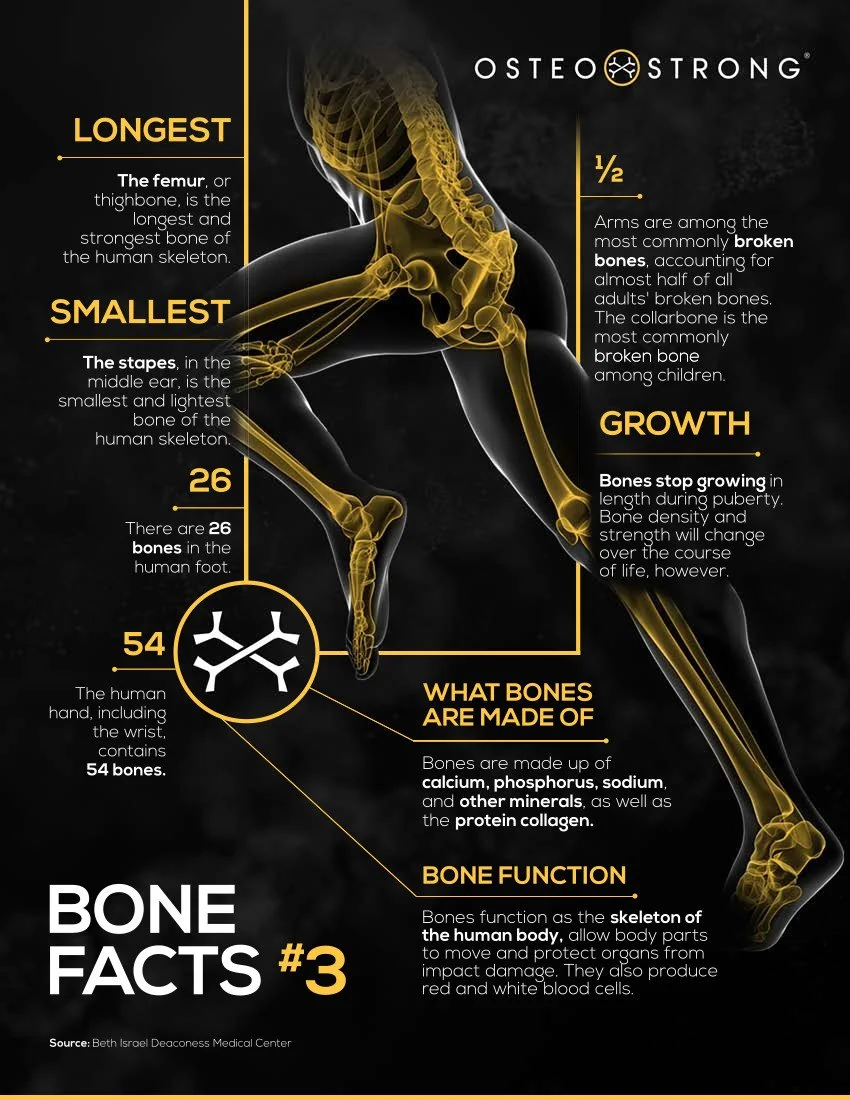 Bone Facts #3