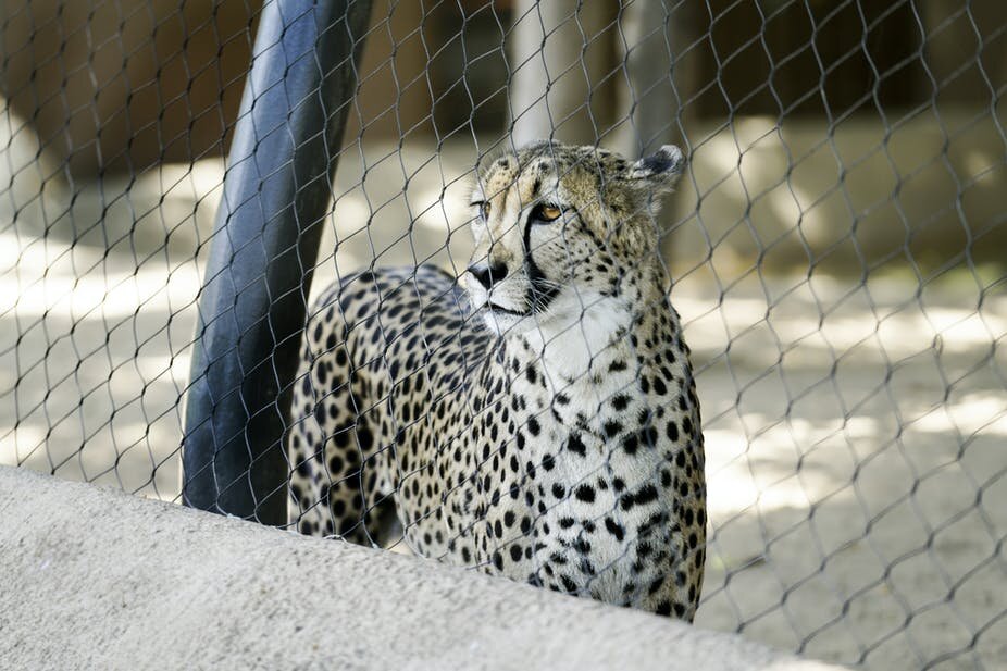 Big Cats and Small Checks: Life of a Carnivore Keeper