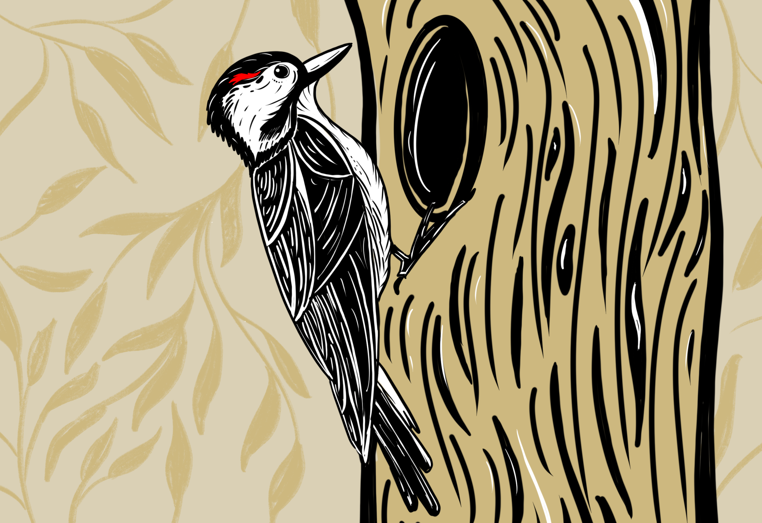 Woodpecker Illustration