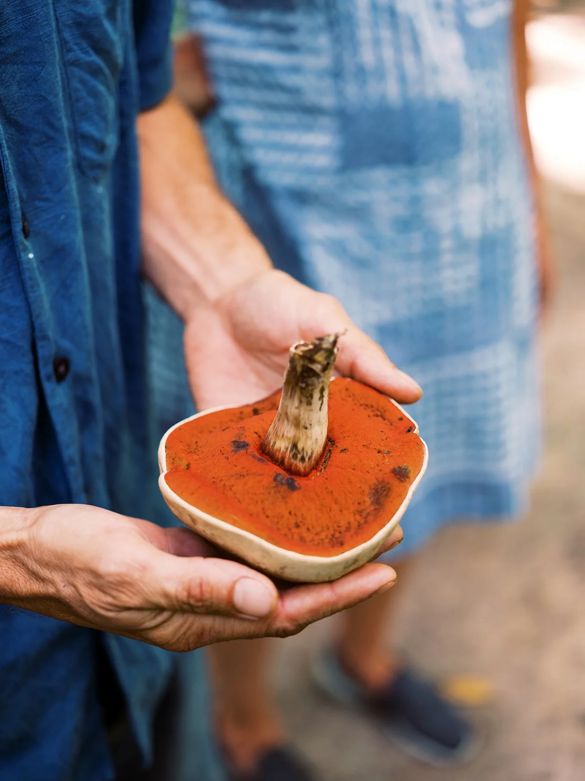 Hands holding a freshly foraged wild mushroom with vibrant red underside, foraging lifestyle photography by Cody Myers