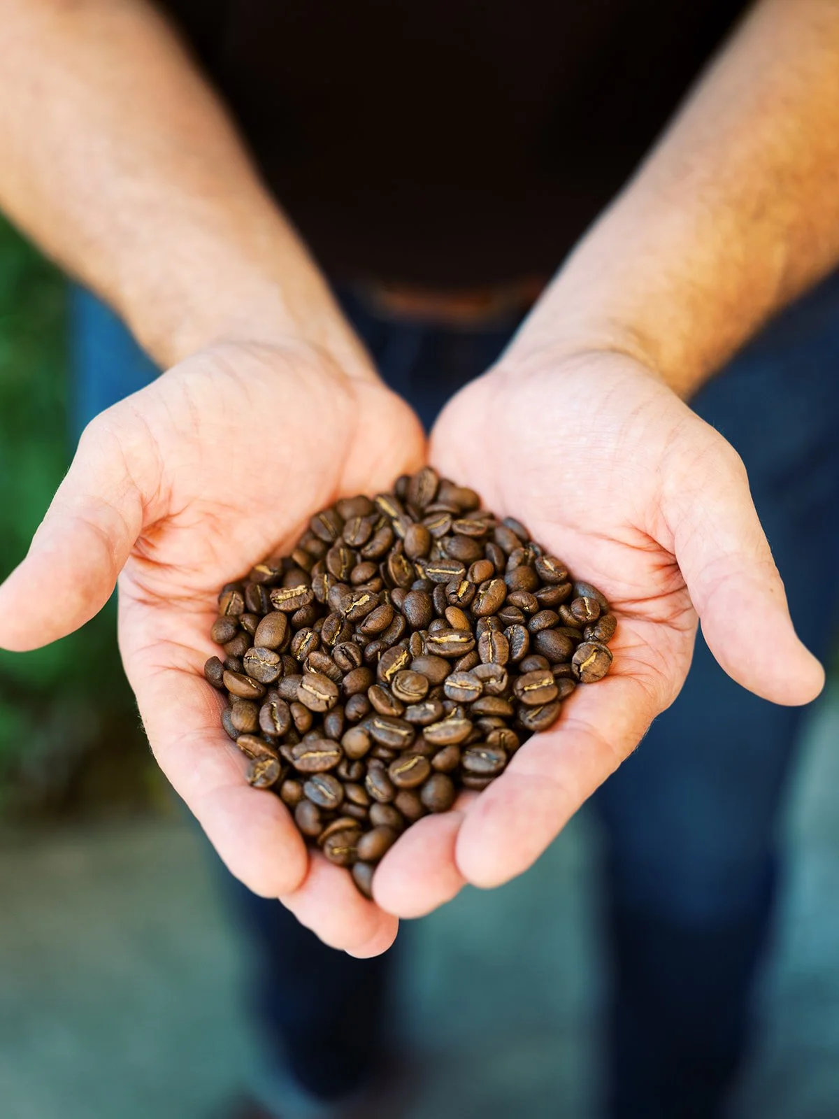 Hands cupping freshly roasted coffee beans