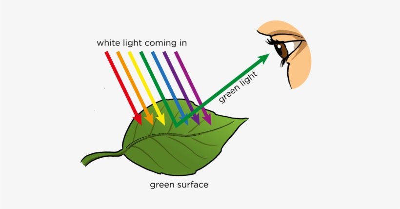 Aug 2021-Color Research- 1/11