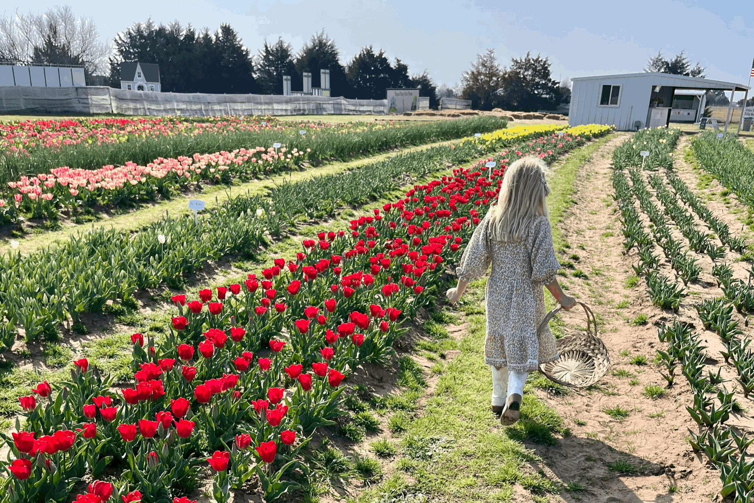 Spring RV Living in North Texas: Tulips, Lavender &amp; Wildflowers Near Tejano Ranch RV Park