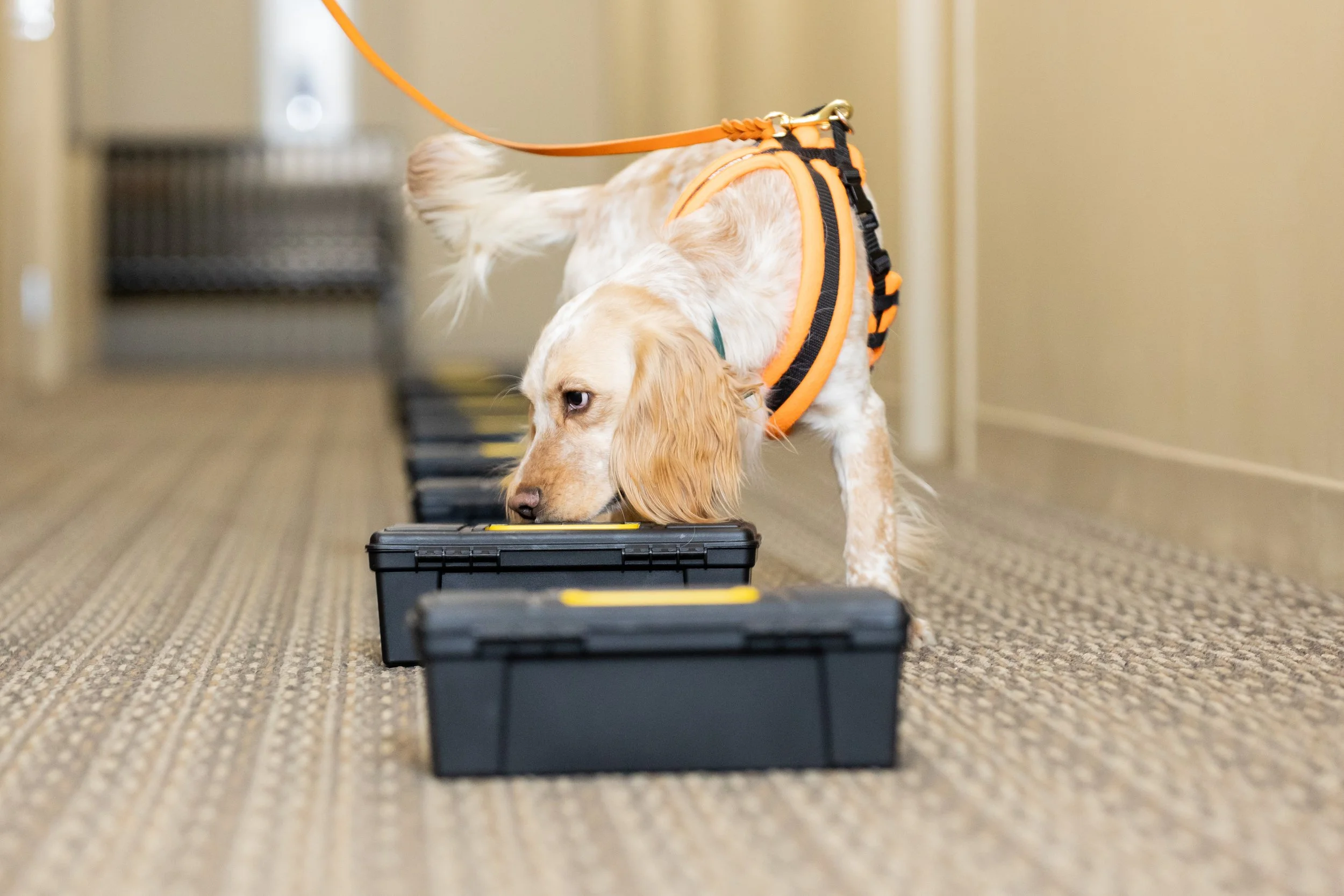 Swing-High Res-030.JPG