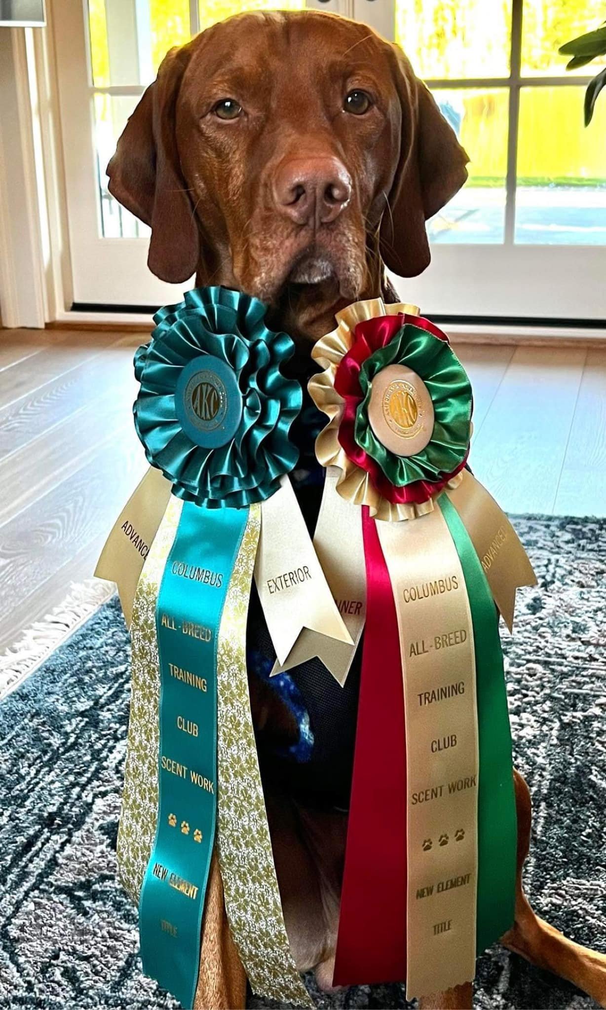 316531137_145167481593164_993720701502825363_n.jpeg
