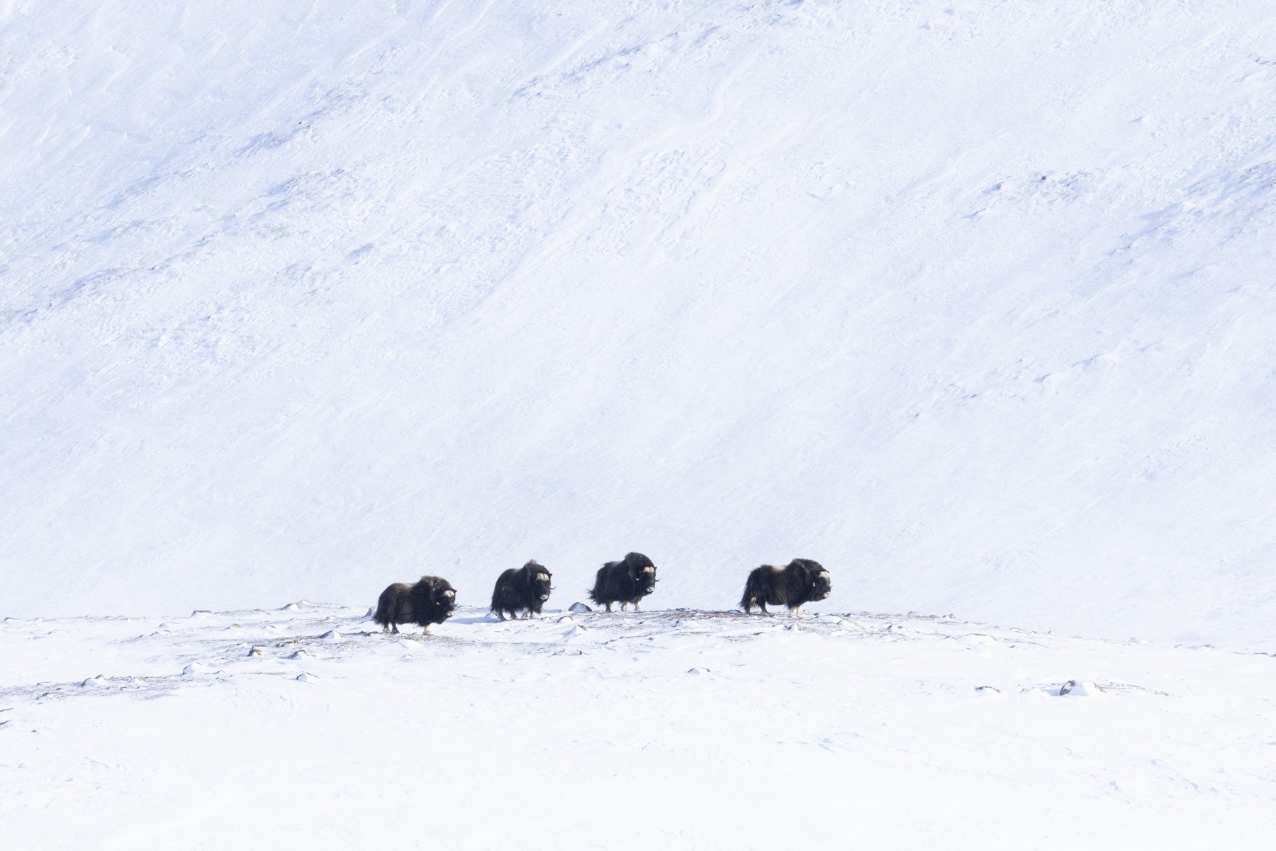 Debbie McCullis - Musk Ox in Winter