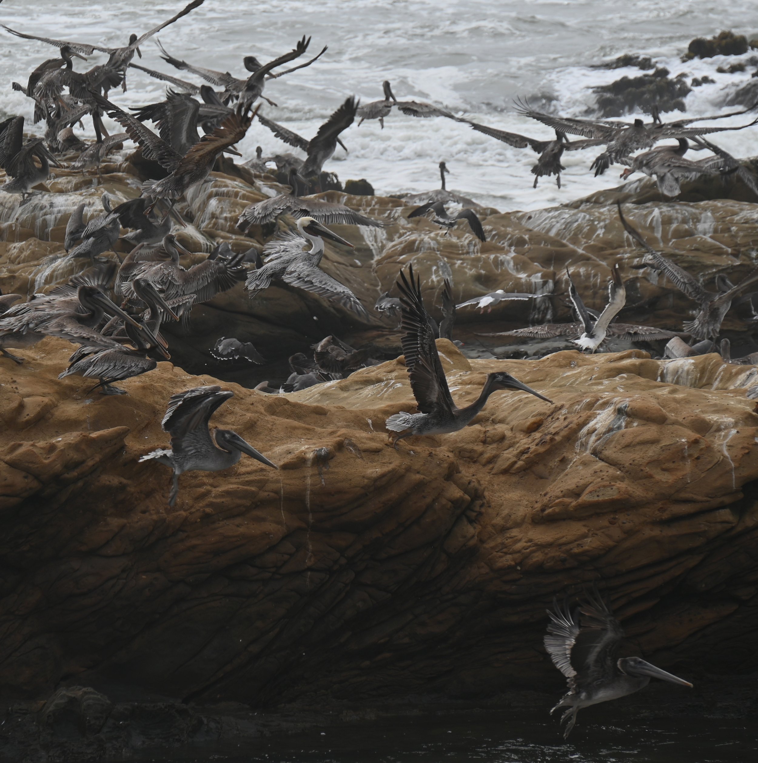 Bird Study Image #1