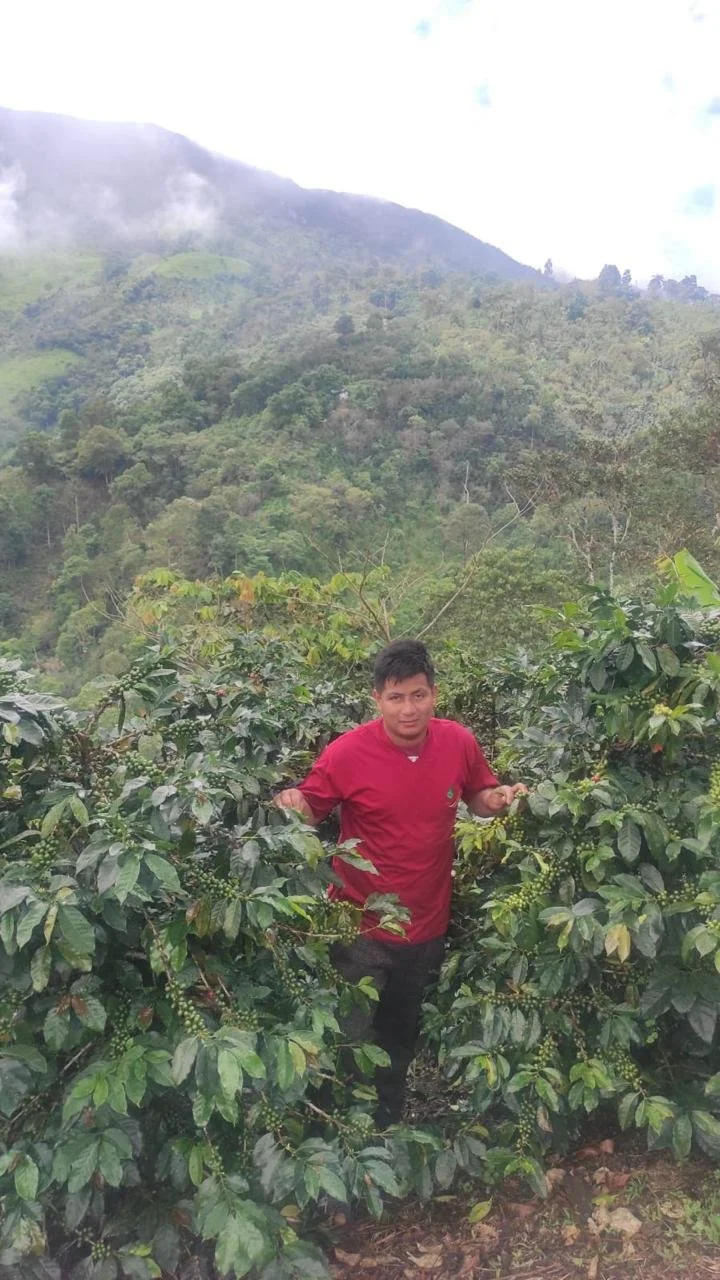 image of coffee trees in northern Peru