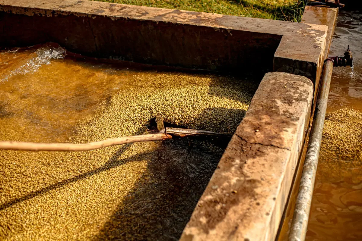 image of coffee being processed in Ethiopia