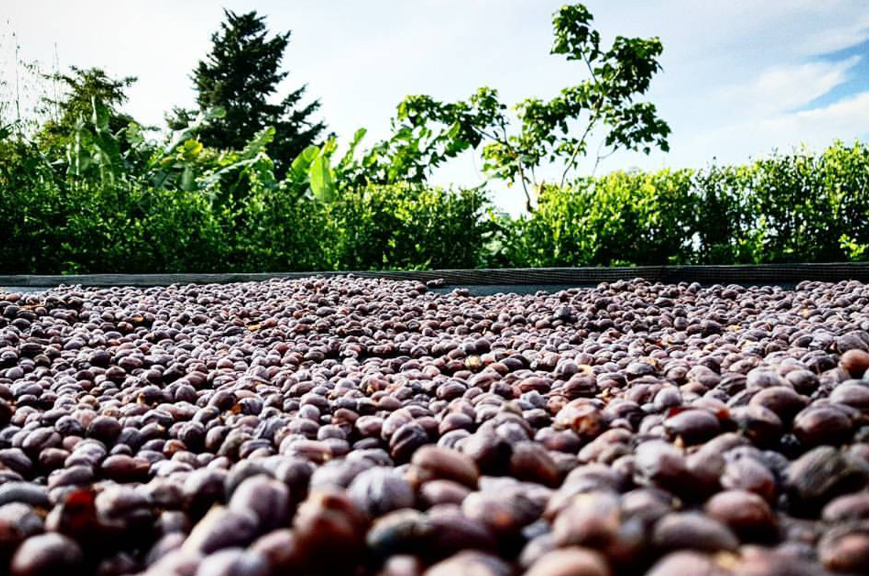 Costa Rica Sonora Black-Honey Natural — Brew Coffee Spot