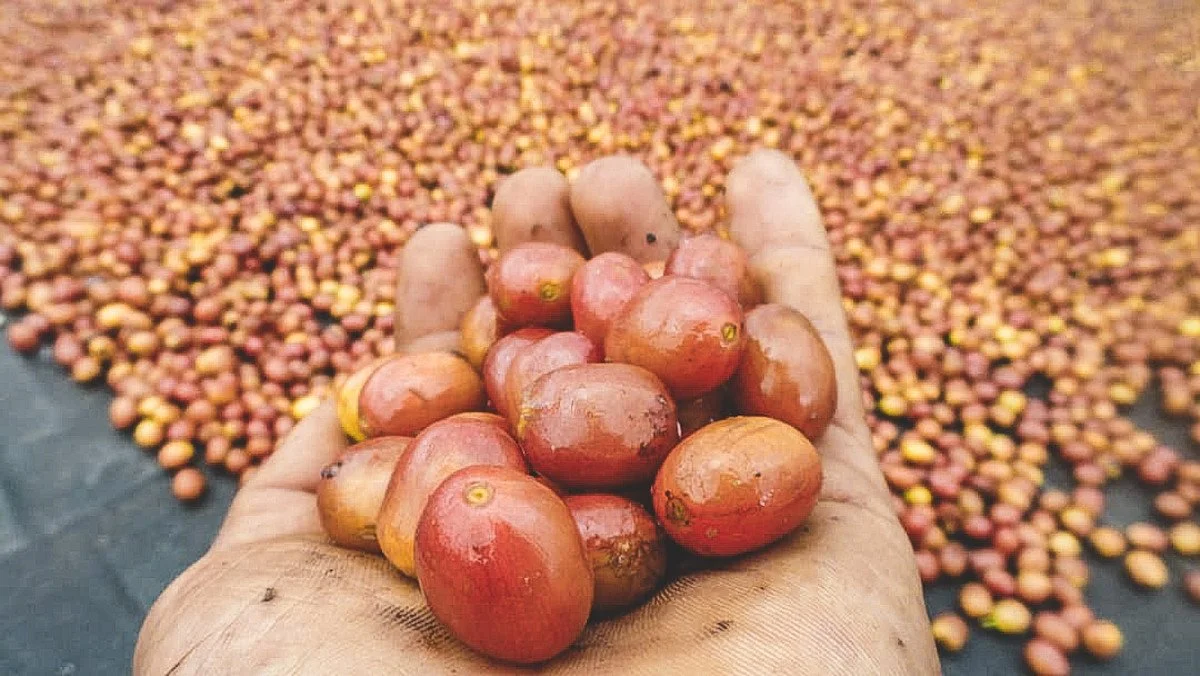 image of red coffee cherries being held by hand in front of many more cherries