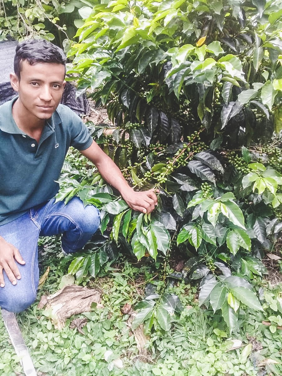 image of coffee farmer Erick Bravo next to coffee tree