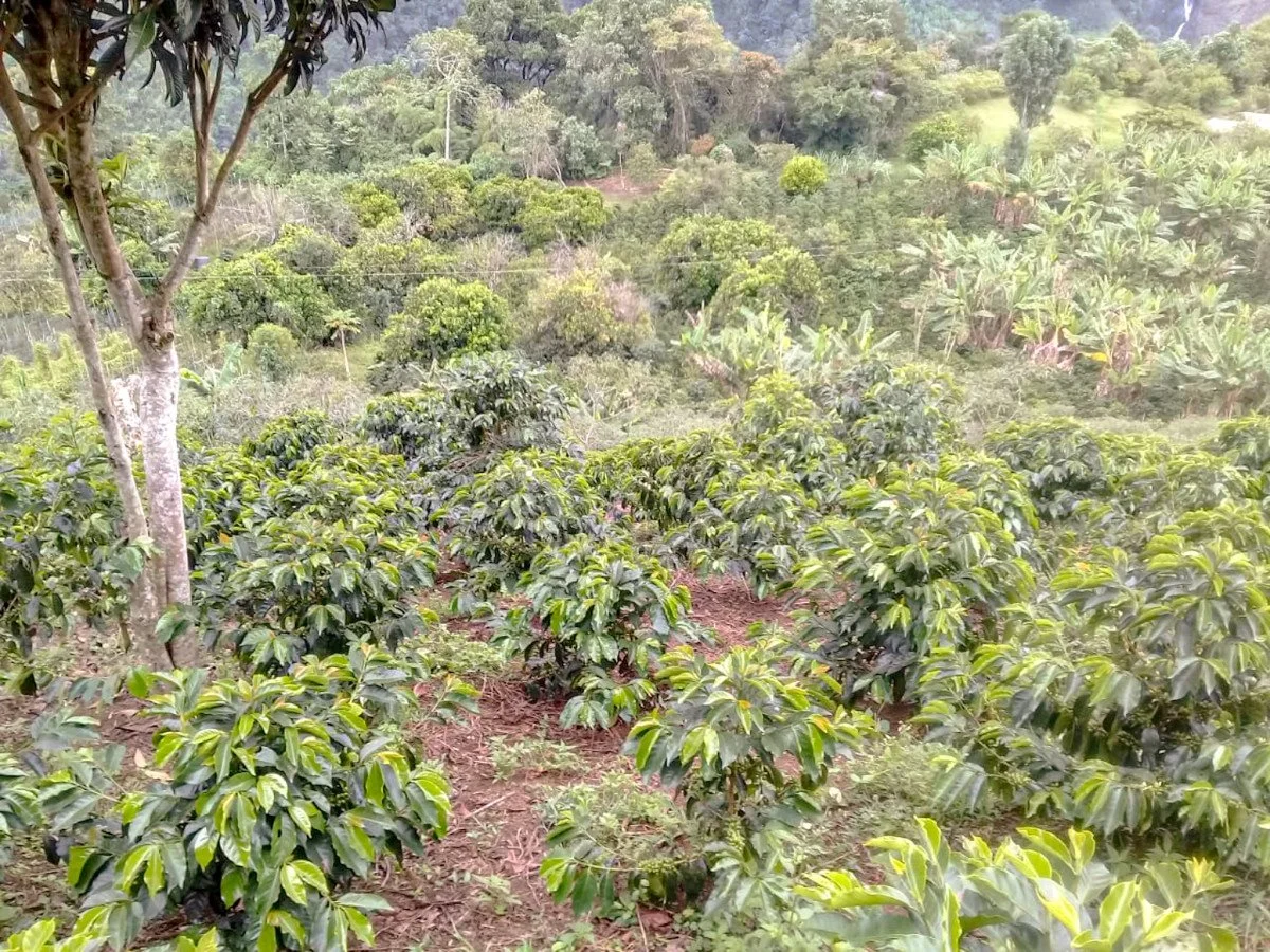 image of coffee trees growing in Huila
