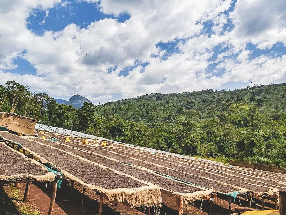 image of natural process coffee drying on raised beds in Ethiopian mountains