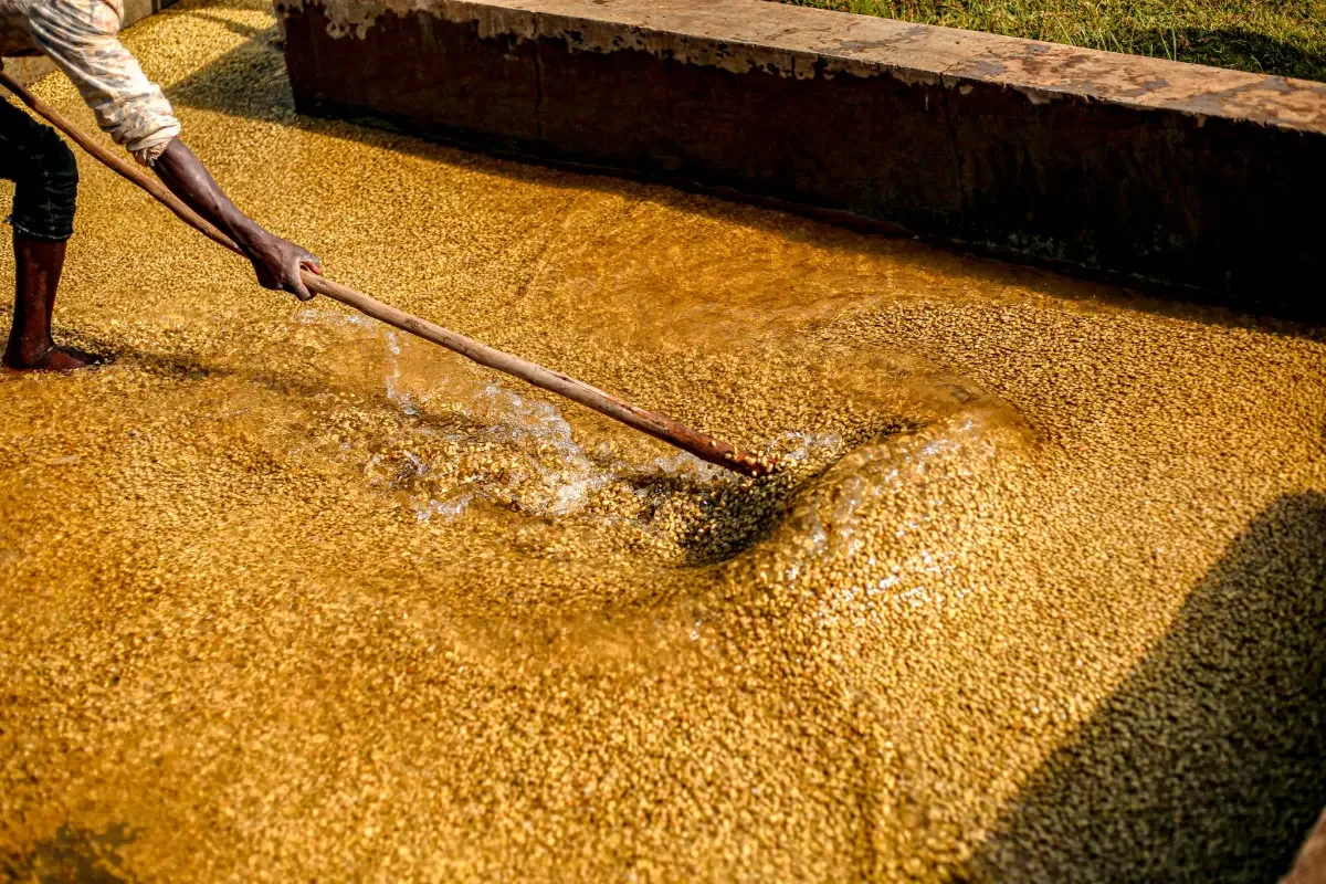 image of coffee being processed in Ethiopia
