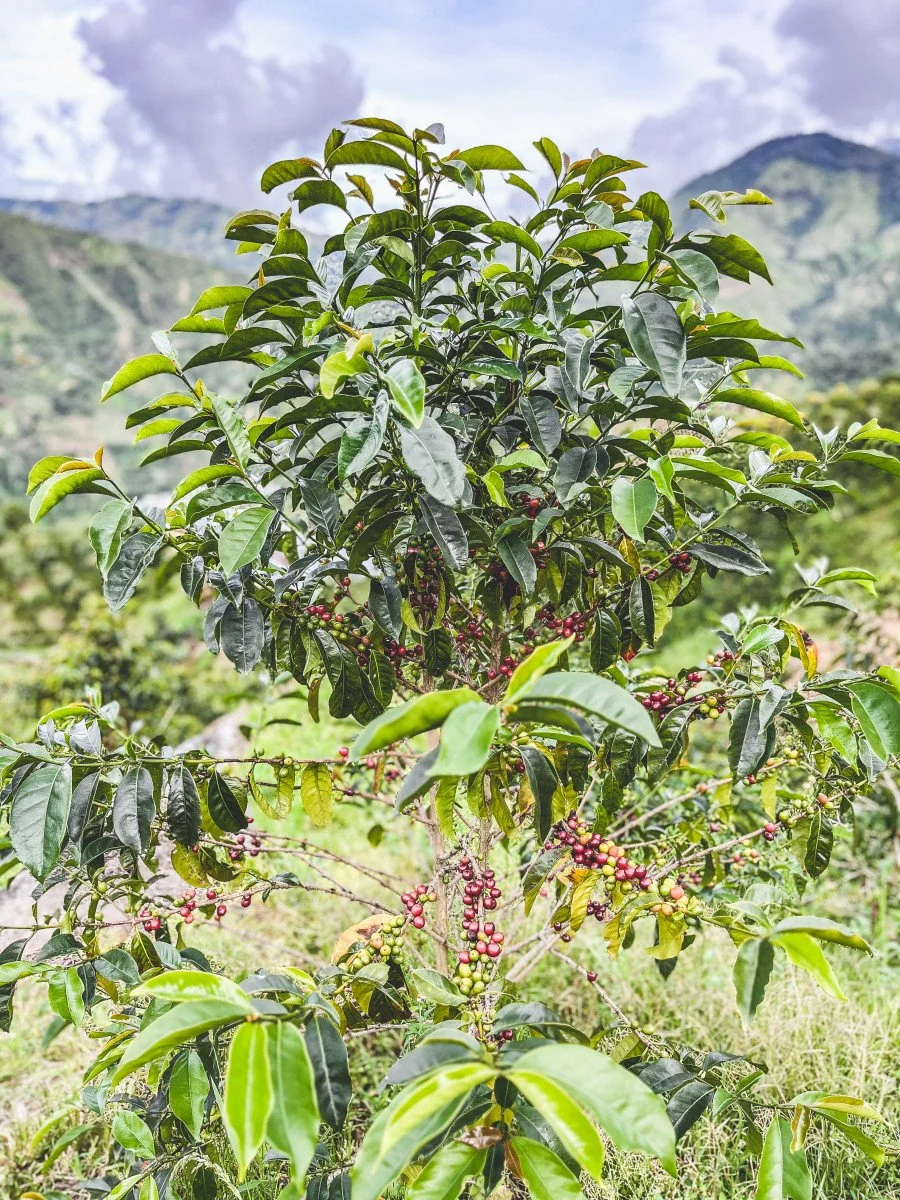 image of coffee tree with ripe cherries
