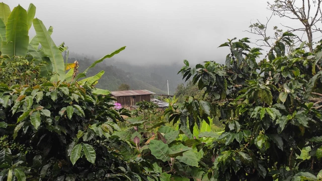 image of coffee trees with building in background in northern Peru