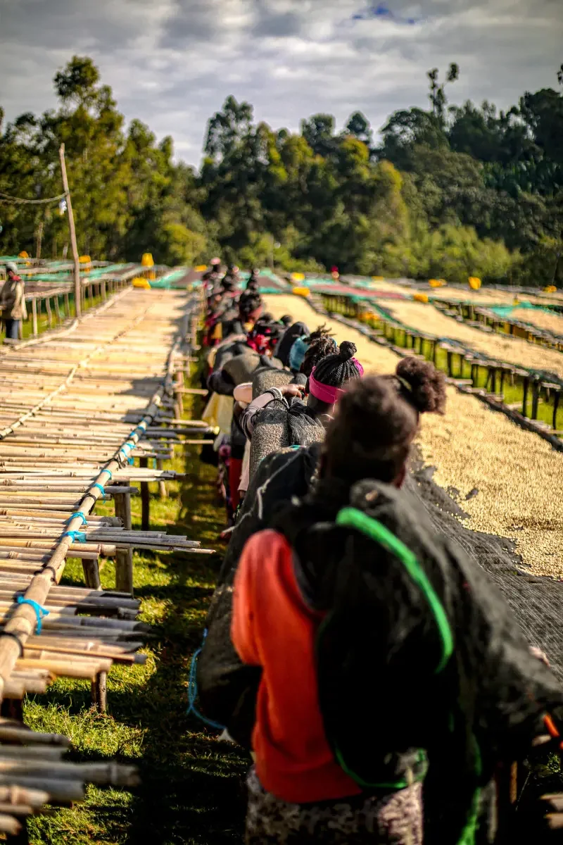 image of producers standing between drying beds in Ethiopia