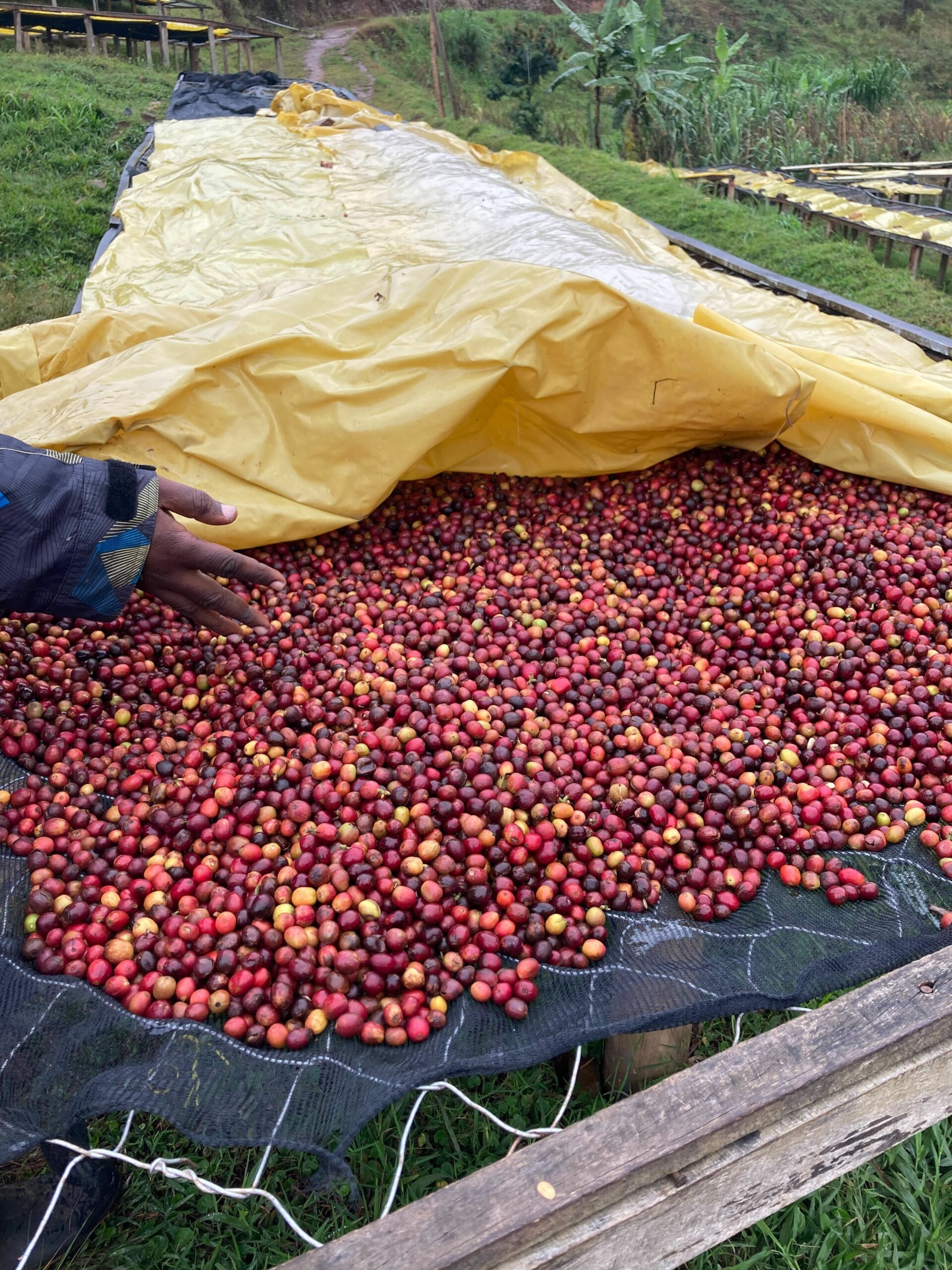 image of coffee cherries on raised beds