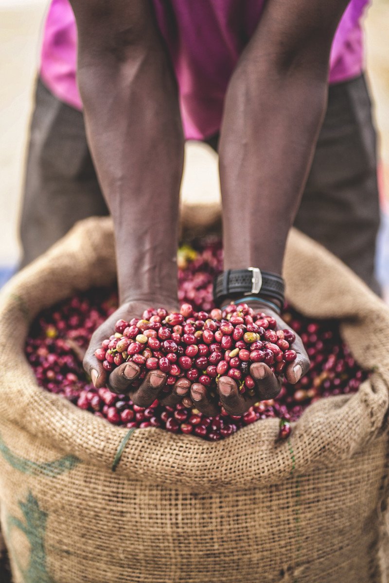 image of sundried coffee cherries being picked up by hands
