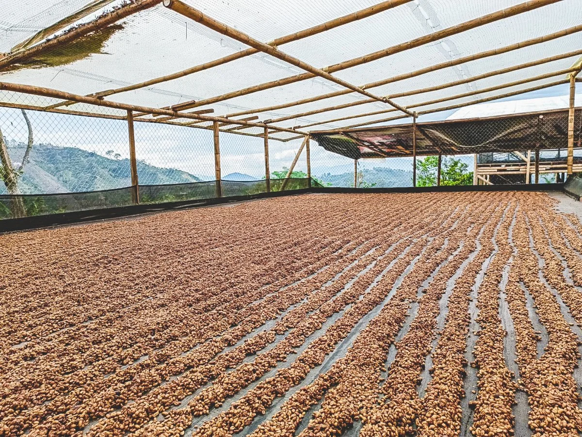 image of coffee drying in greenhouse