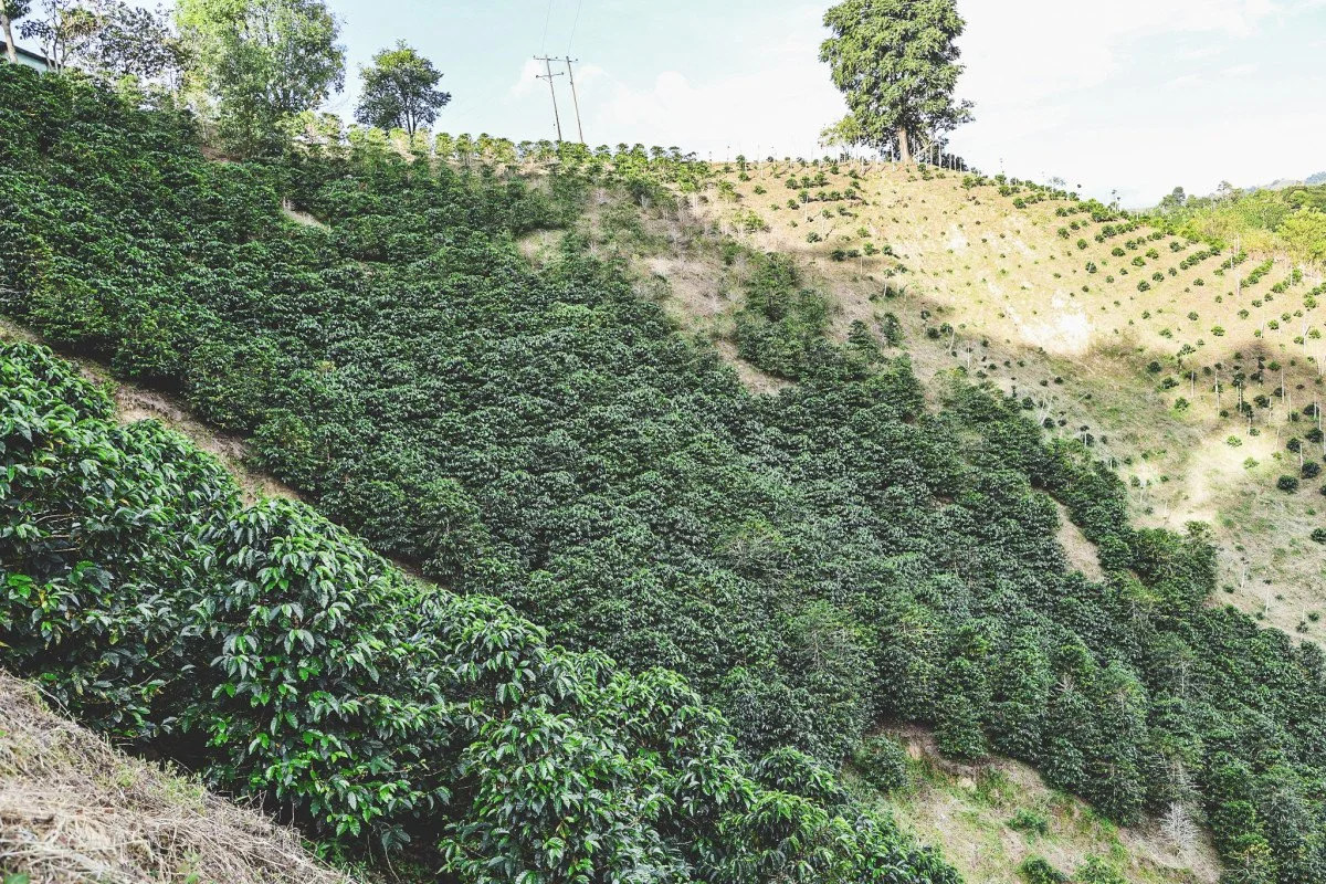 image of coffee trees on mountainside at Finca El Espejo