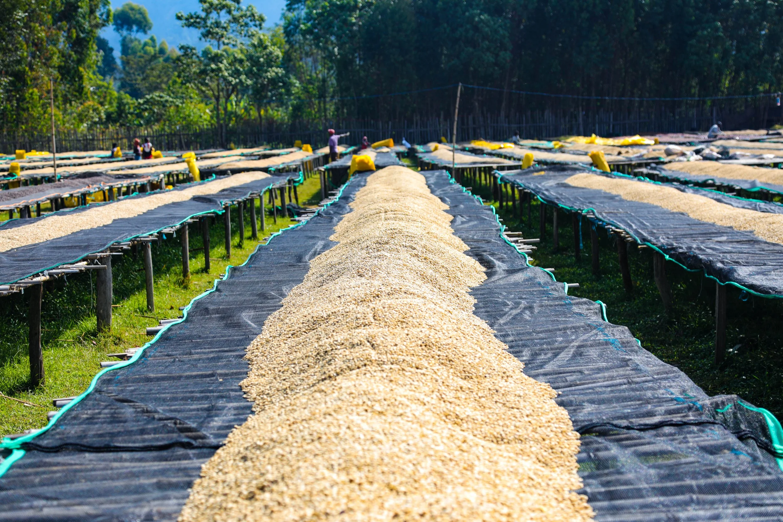 image of washed coffee drying on raised bed