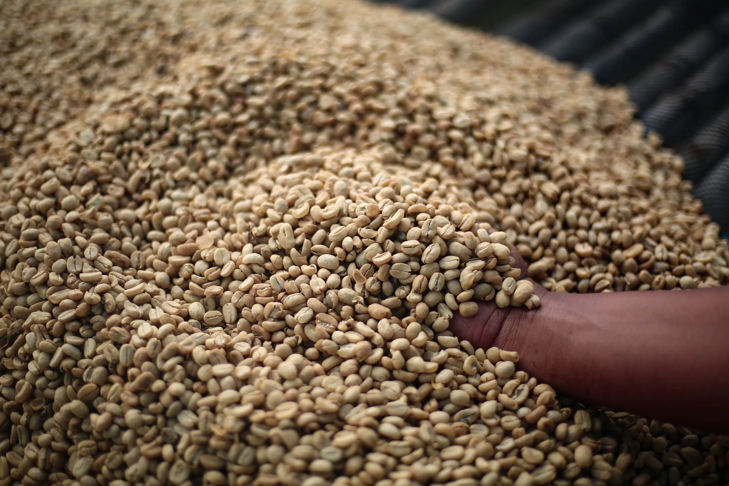 image of dried coffee in parchment