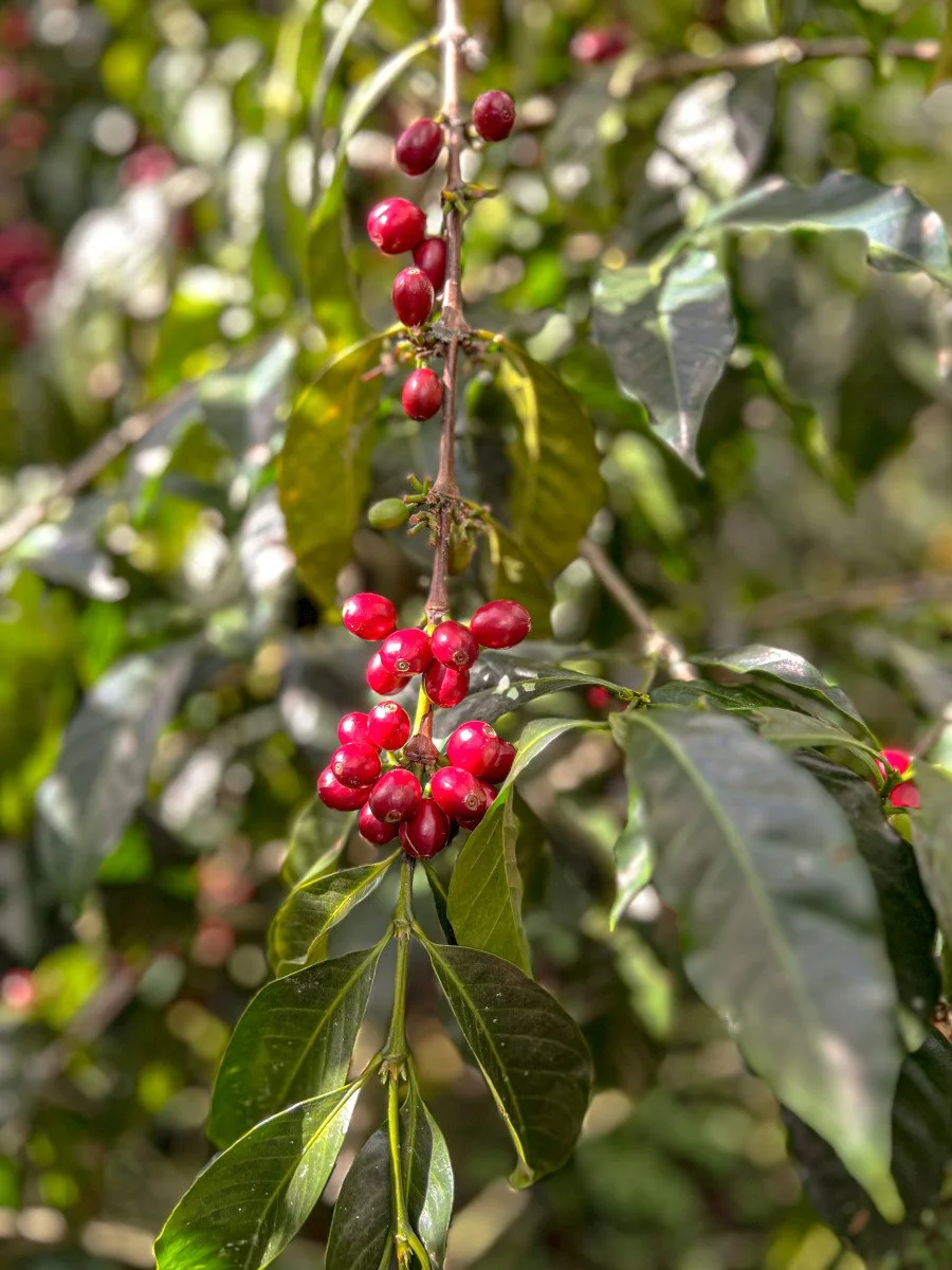 image of ripe red coffee cherries on tree