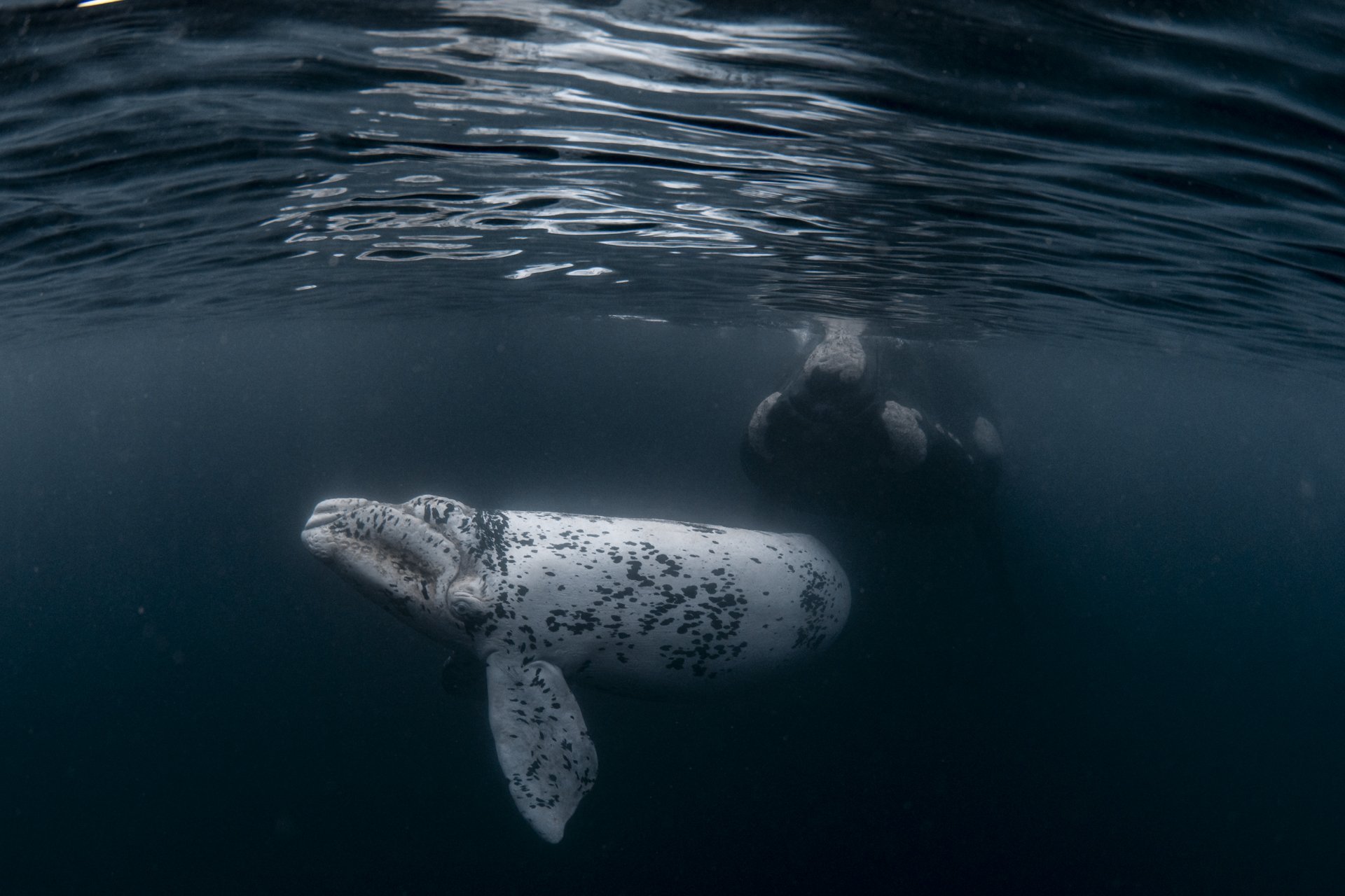 SWIM-WITH-SOUTHERN-RIGHT-WHALES-ARGENTINA00012.jpg