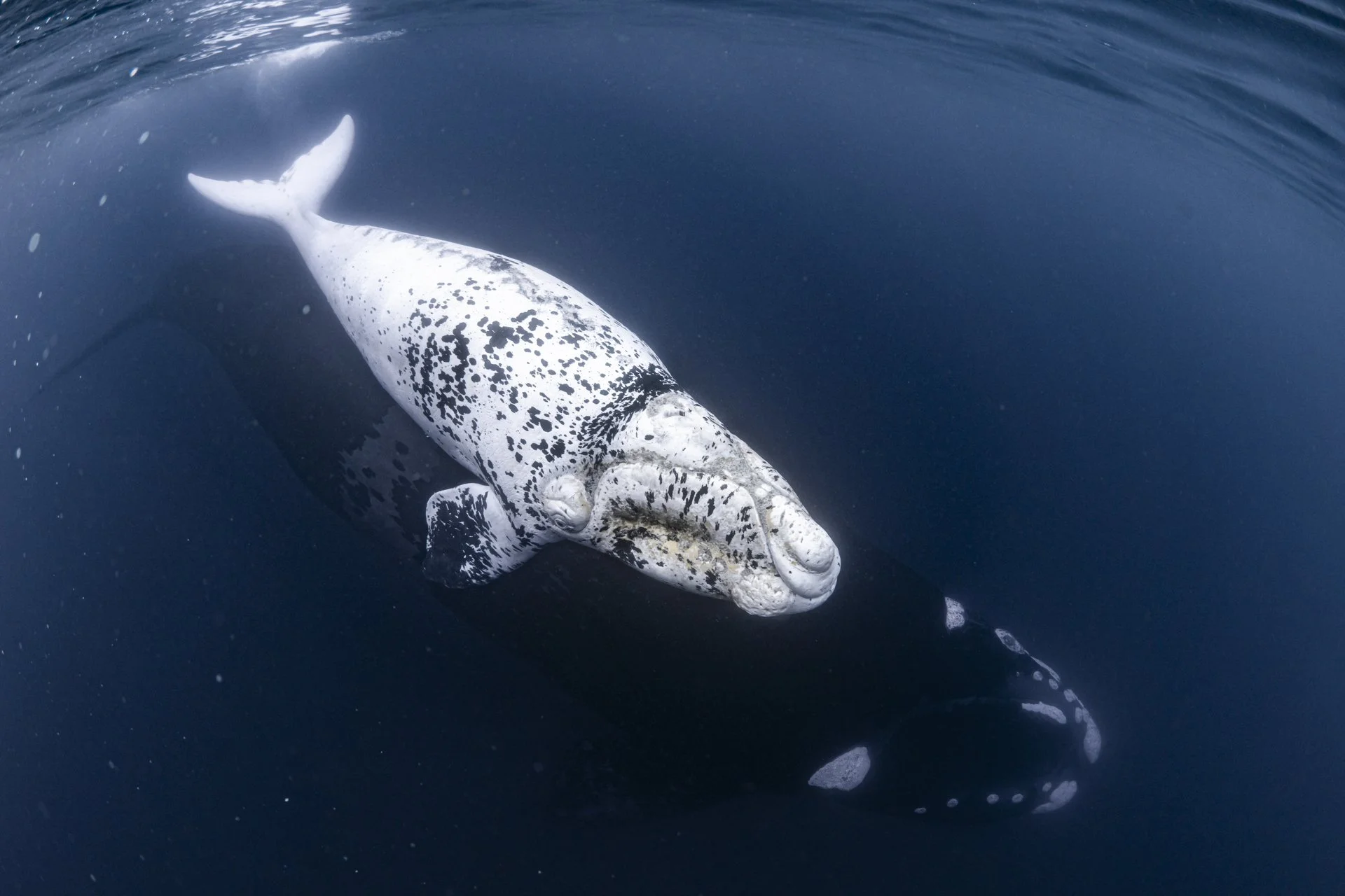 How I Got The Shot- Southern Right whale