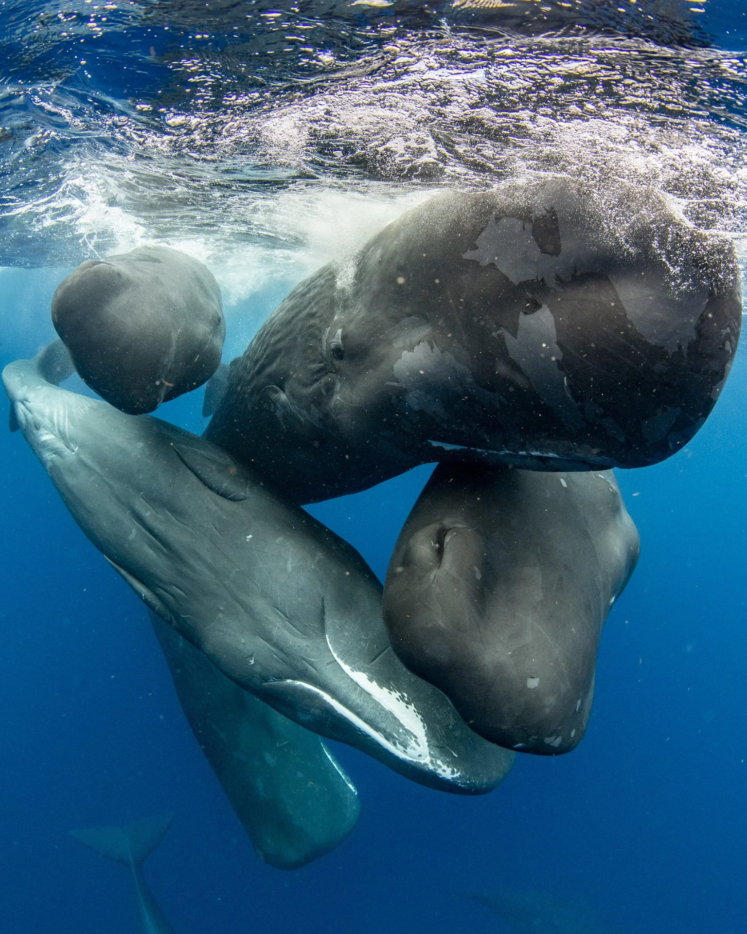 When is the best time to see sperm whales in Dominica?