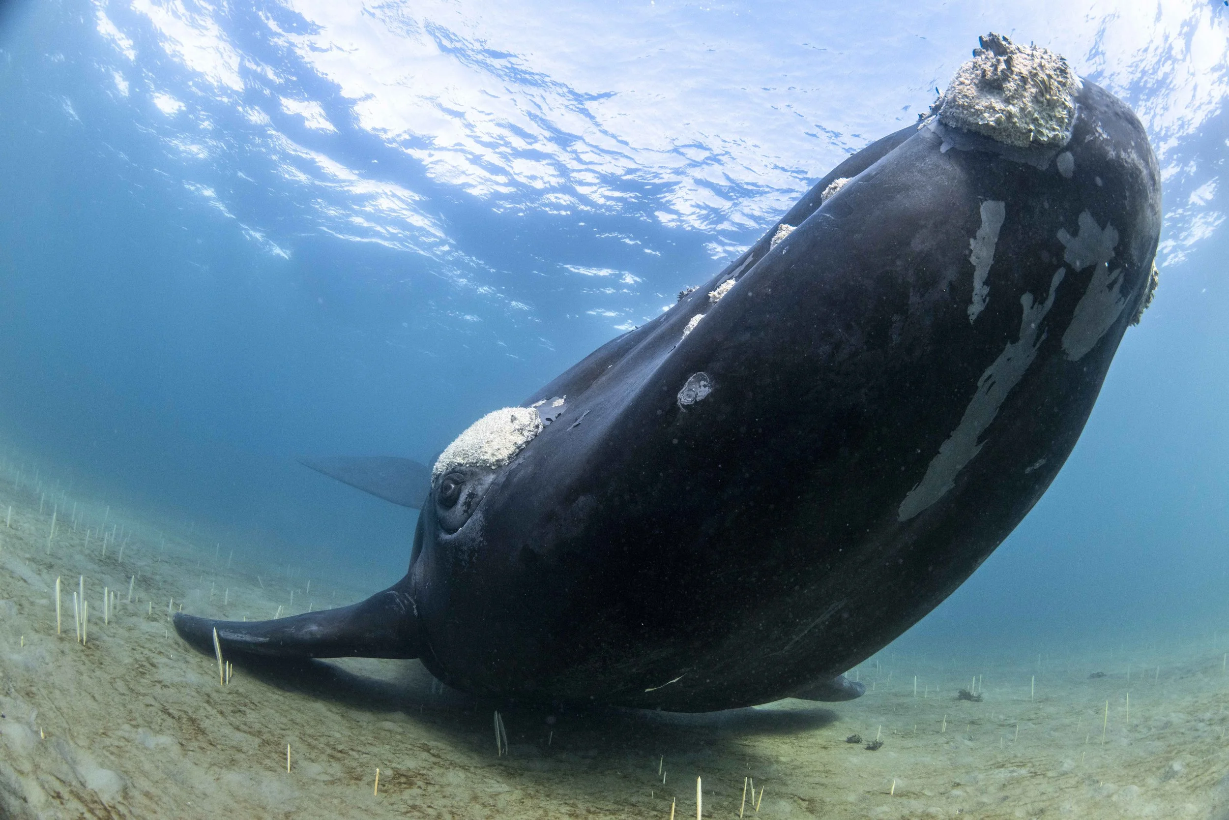 southern right whale on sea floor photographer up close