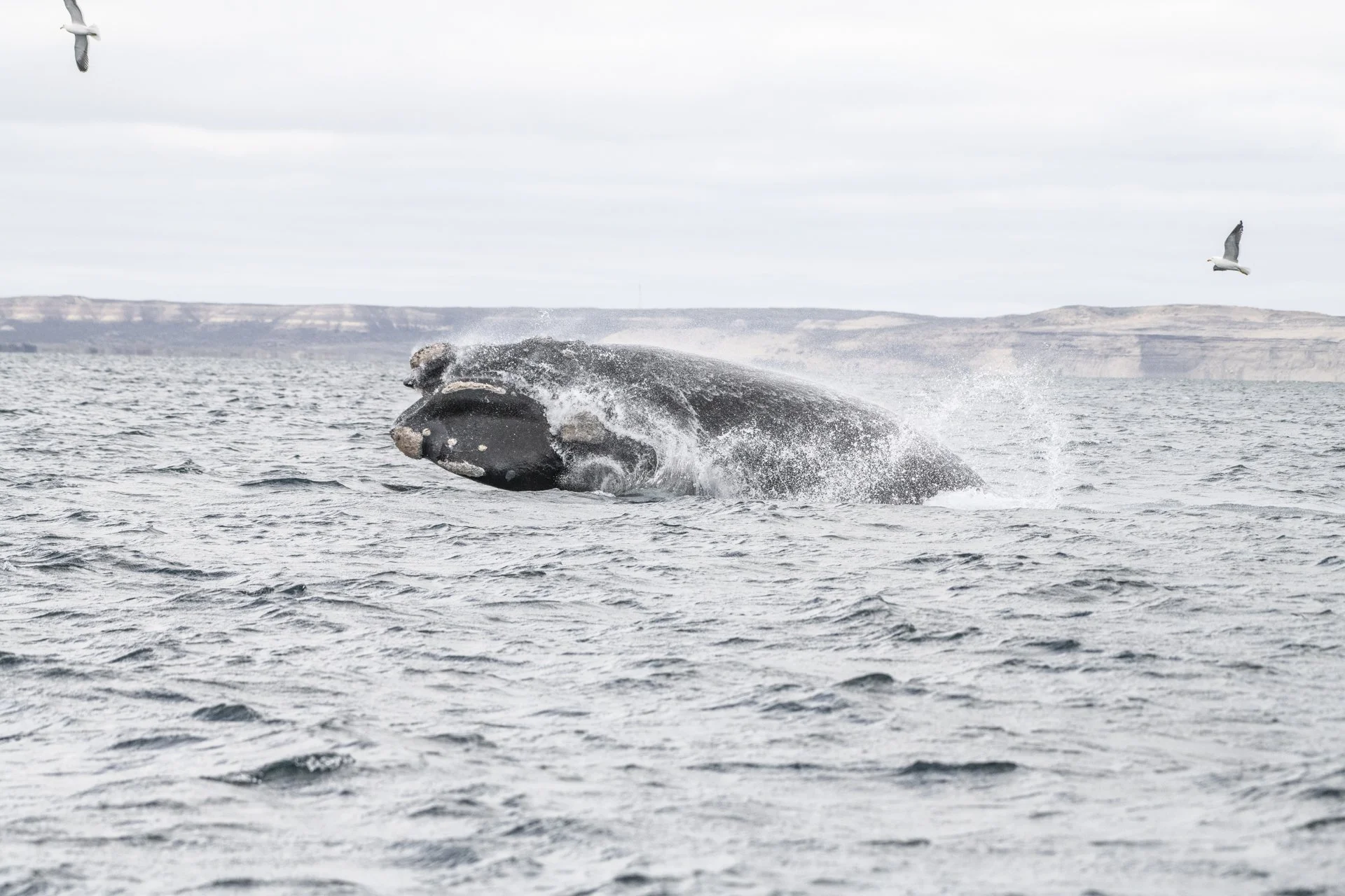 SWIM-WITH-SOUTHERN-RIGHT-WHALES-ARGENTINA00008.jpg
