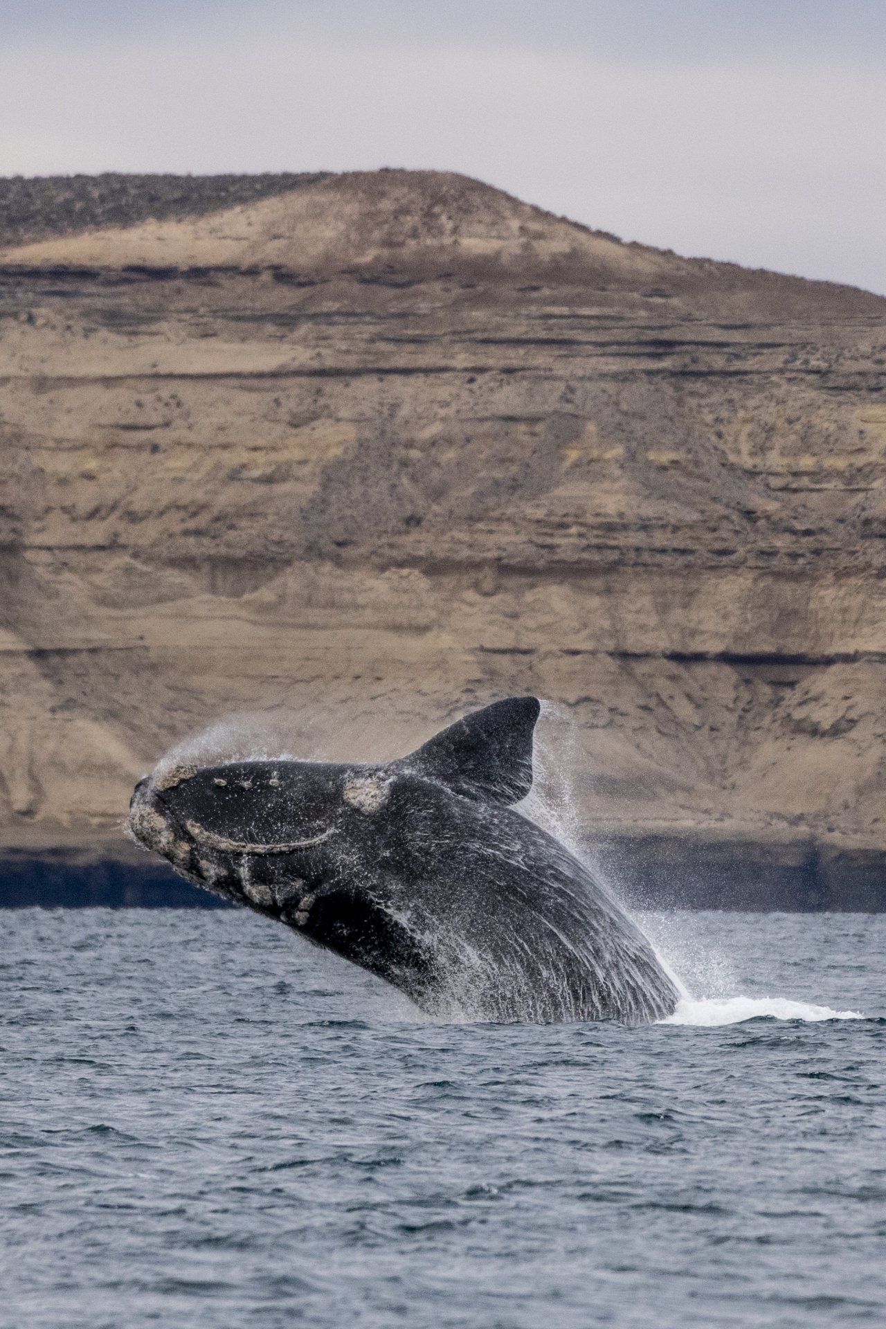 SWIM-WITH-SOUTHERN-RIGHT-WHALES-ARGENTINA00007.jpg